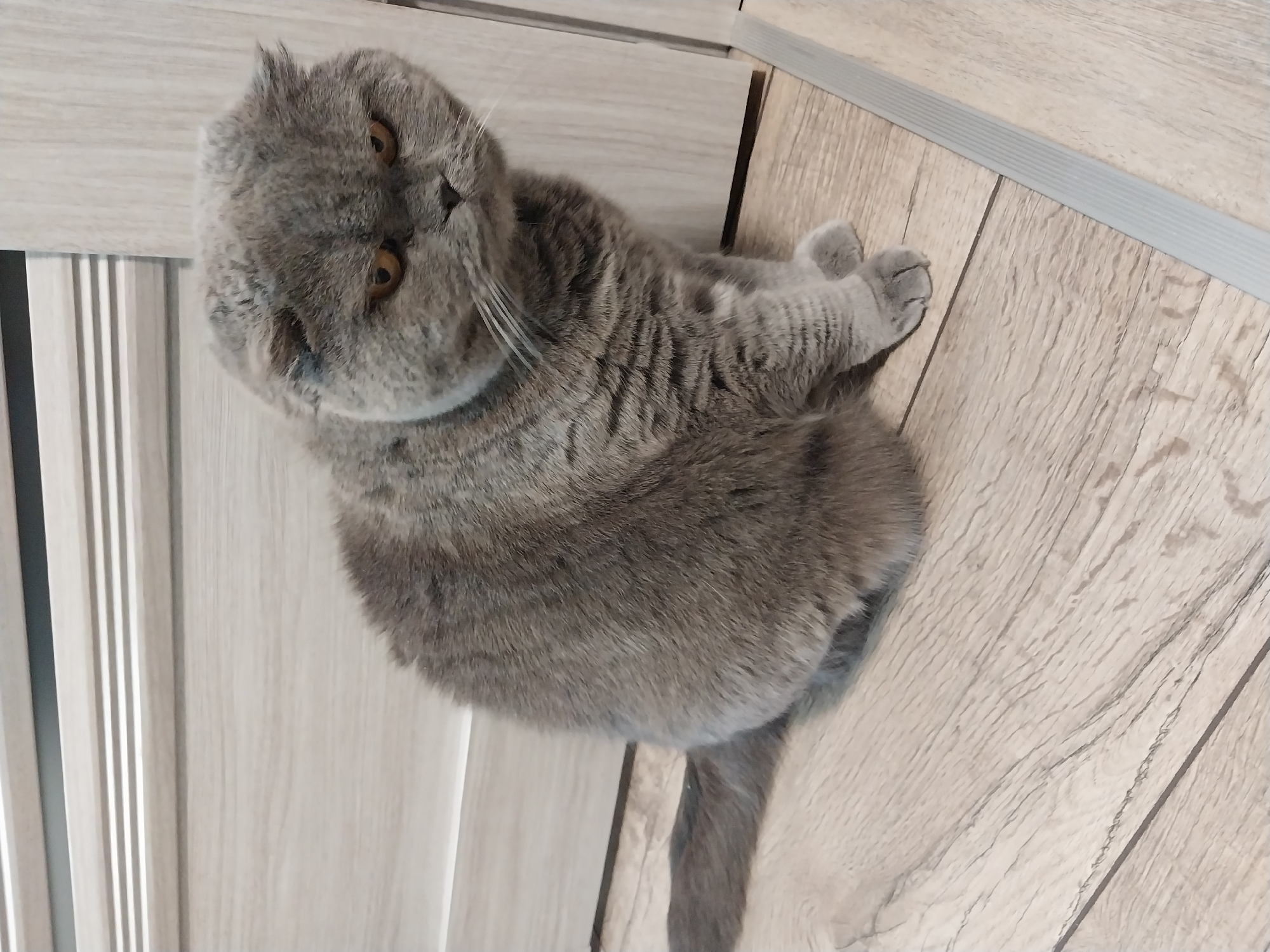 A Scottish Fold cat with grey fur and yellow eyes sits on a light-colored wooden floor. The cat is facing to the right, with its head slightly tilted down and its gaze directed downwards. The background consists of a light-colored door with horizontal lines and a skirting board. The image appears to be taken indoors, likely in a residential setting. There is no indication of the location within the city of Dnipro, Ukraine.
