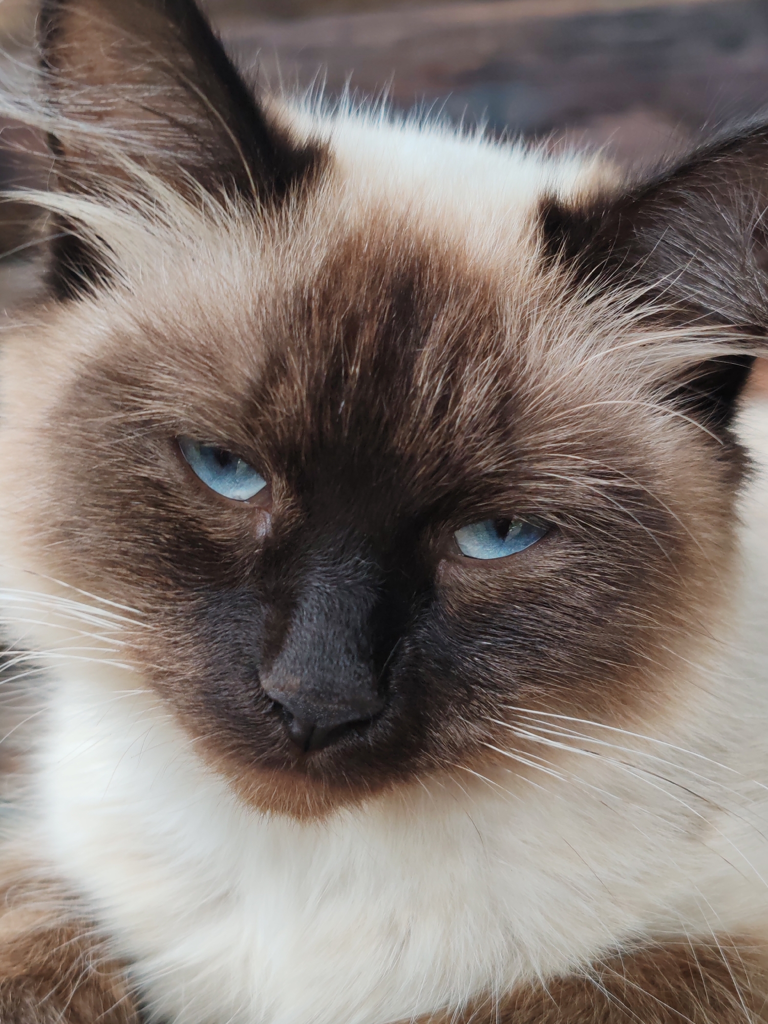 This is a close-up, eye-level, vertical, full-body shot of a Siamese cat in Кашино, Russia. The cat is facing the camera with its eyes wide open and looking slightly to its left. Its fur is cream-colored with dark brown points on its ears, face, and paws. The cat's eyes are a striking blue. The background is blurred and appears to be an outdoor setting, possibly a garden or yard, with brown and green tones. There are no people or other animals visible in the image.