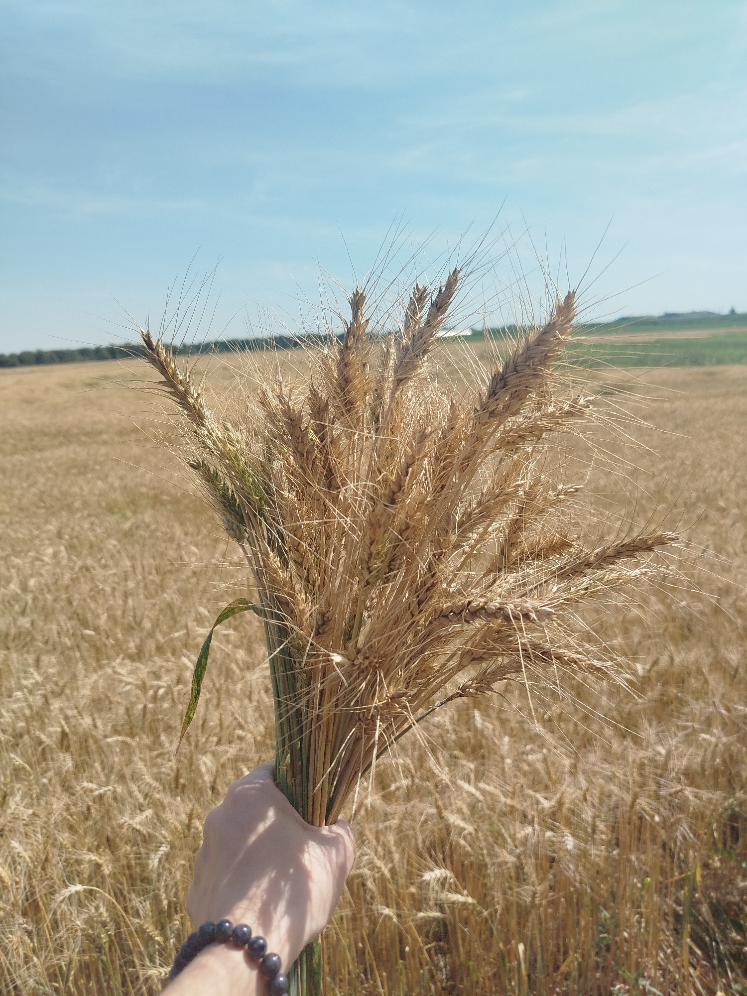 A person's hand, adorned with a dark beaded bracelet, holds a bouquet of golden wheat stalks. The hand is positioned in the foreground, reaching into a vast field of ripe wheat that stretches into the distance under a clear blue sky. The field is a sea of golden-brown, with rows of wheat clearly visible. In the far background, a dark line of trees borders the field, and the faint outline of distant hills can be seen. The lighting suggests a bright, sunny day. The scene is located in the vicinity of Novoalybaevo, Russia.