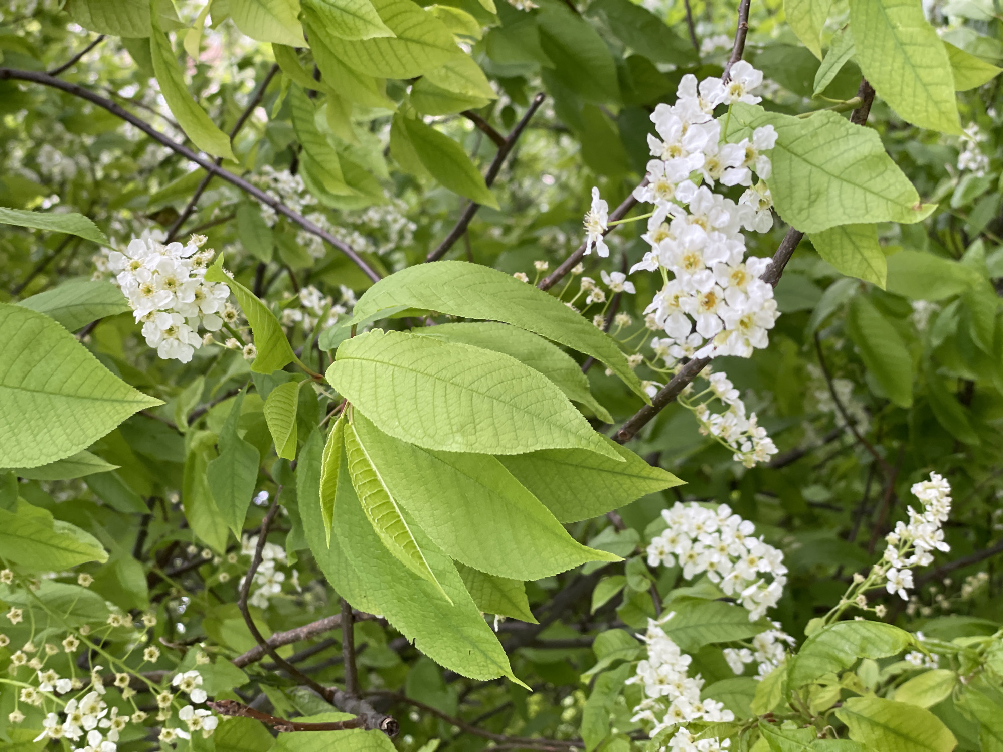 The image depicts a close-up of a flowering tree, likely a bird cherry (Prunus padus), based on the clusters of small, white flowers and serrated leaves. The leaves are a vibrant green, with some displaying a slightly lighter, fresher hue indicating newer growth. The flowers are densely packed in racemose inflorescences. The branches are a dark brown. The background is filled with similar foliage and blossoms, creating a dense, natural setting. There is no specific evidence to confirm the location is Zheleznogorsk, Russia, from the visual information provided. The photograph captures a moment in spring or early summer when the tree is in full bloom.
