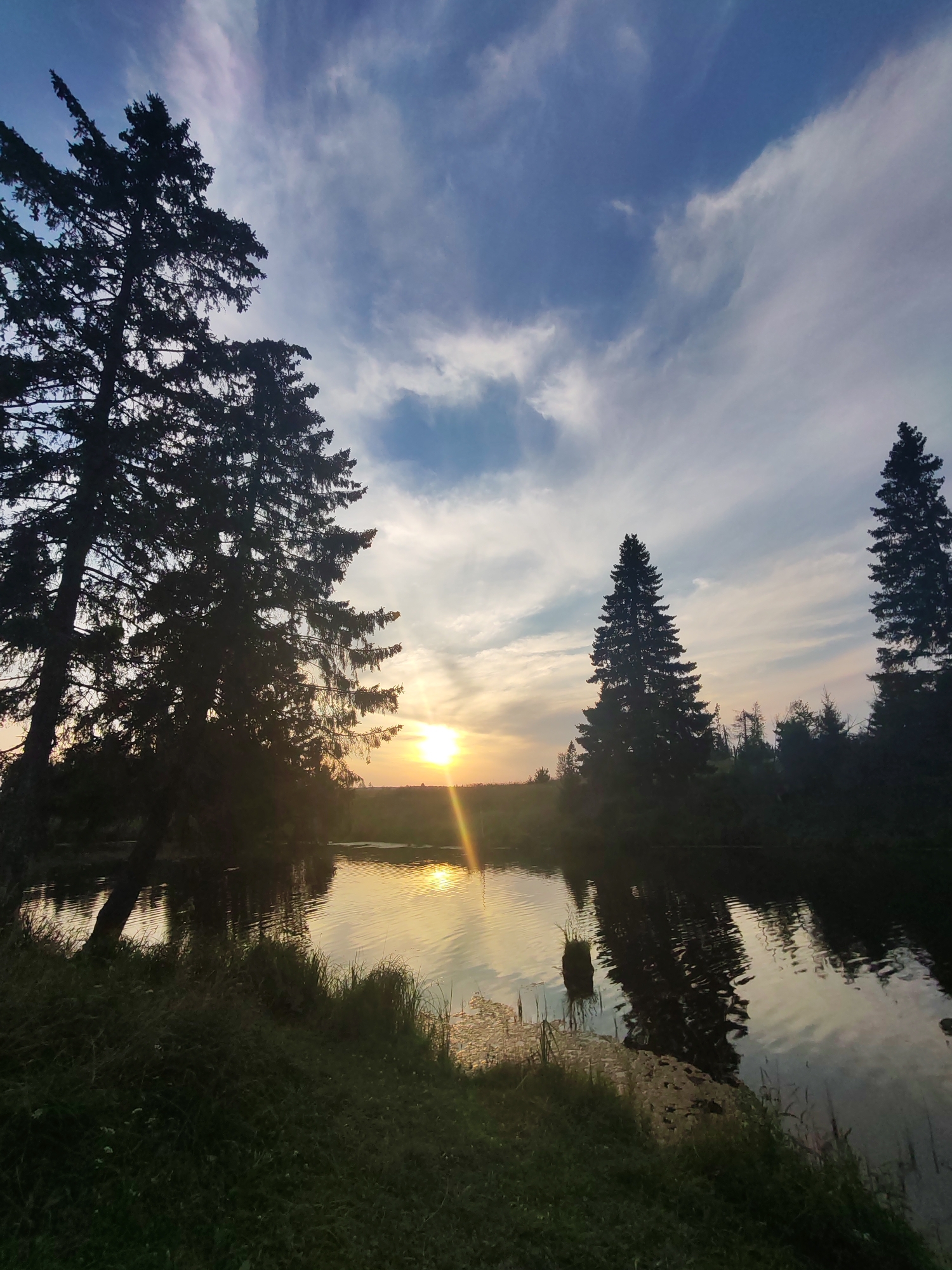 This image depicts a serene natural landscape at dusk, likely in Podshivalovo, Russia. The scene is dominated by a tranquil body of water reflecting the warm glow of the setting sun. Tall, silhouetted evergreen trees stand on the opposite bank, their forms stark against the vibrant sky. The sky itself is a spectacle of soft blues and whites, with wispy clouds streaked across, catching the last rays of sunlight. The foreground features lush green grass and some reeds, suggesting a marshy or lakeside environment. There are no people or animals visible in the image, emphasizing the solitude and peacefulness of the location. The overall impression is one of natural beauty and quiet contemplation.