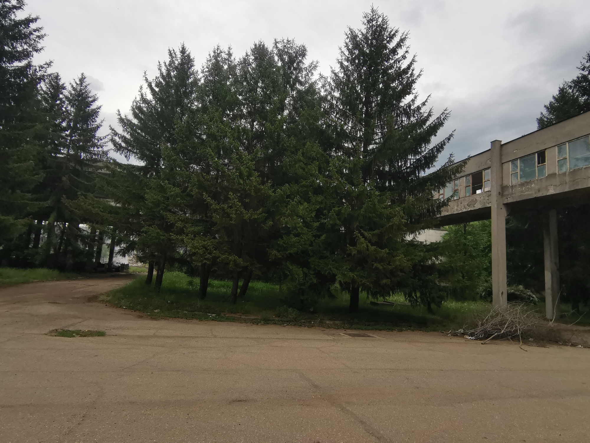 The image shows a neglected area in Zhivkovo, Bulgaria. A concrete pedestrian bridge spans the scene. The bridge's windows are missing or broken. Pine trees are positioned near the bridge. A pile of dry branches is situated on the ground beside the bridge. The foreground is a cracked and worn paved surface. The sky is overcast. No people are visible.