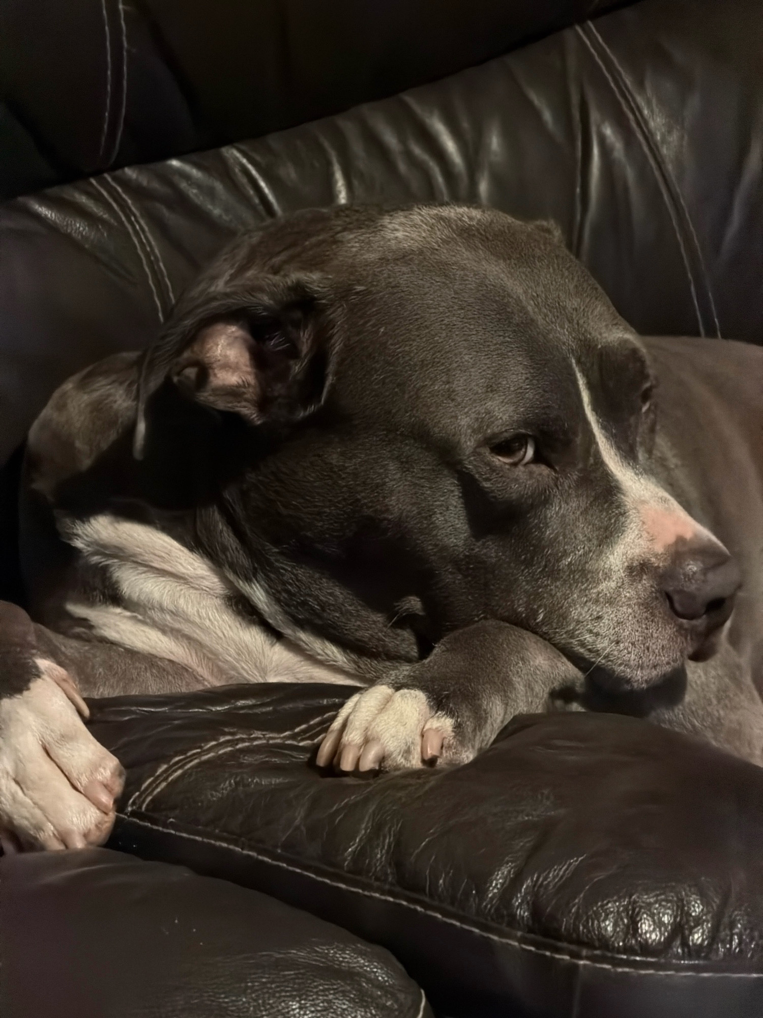 A medium shot captures a gray-and-white pit bull dog resting on a dark brown leather couch. The dog is curled up, with its head resting on its front paws, and its eyes are partially closed, suggesting it is sleepy or dozing. The dog's fur is short and appears smooth. The couch's leather is textured with visible stitching. The background is dark, indicating dim lighting conditions. The scene is indoors, consistent with a domestic setting. There are no people visible in the image. The location is not specified to be in Esch-sur-Alzette, Luxembourg.