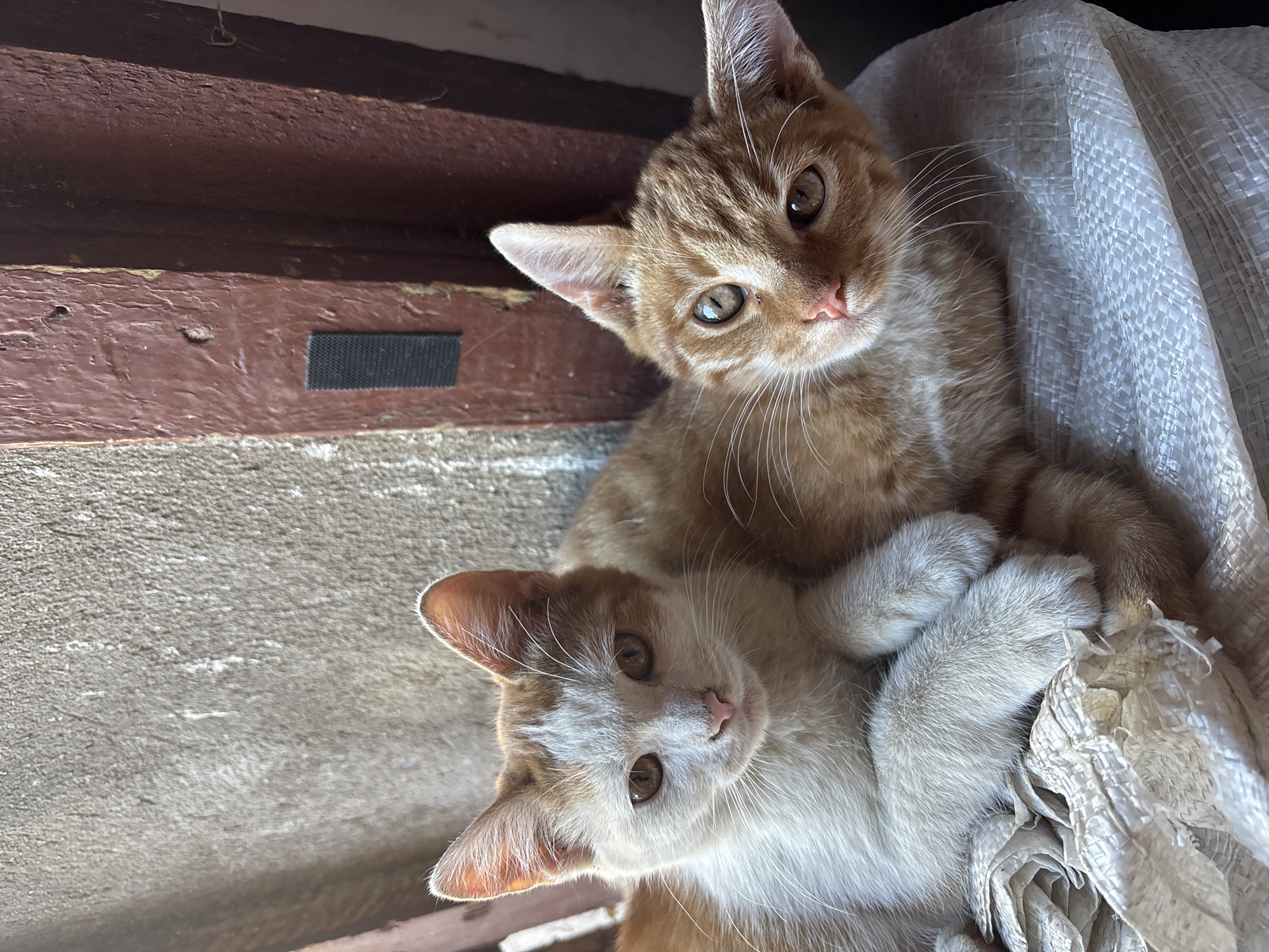 Two orange and white tabby kittens are lying on a white woven surface, likely a sack. The kitten on the left has its paws crossed and is looking directly at the camera with its head tilted slightly. The kitten on the right is nestled behind the first, with its head also turned towards the camera. The background consists of a textured, light-colored wall on the left and a dark reddish-brown wooden door frame on the right. A small black rectangular object, possibly a piece of velcro, is attached to the door frame. The scene appears to be outdoors, possibly in a courtyard or on a porch in Zvenigorod, Russia, given the rustic textures of the wall and door. The lighting suggests it is daytime, with sunlight casting shadows.