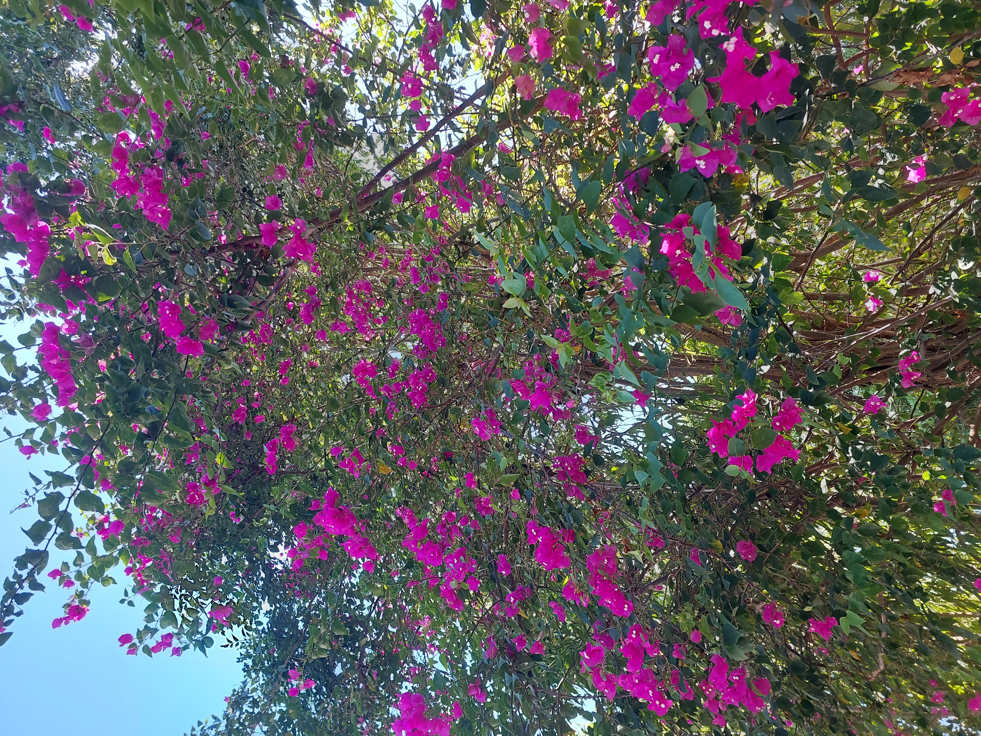 A close-up, low-angle shot captures a vibrant bougainvillea plant in full bloom, its branches laden with bright pink bracts and green leaves. The plant is positioned against a clear blue sky, with sunlight filtering through the foliage, creating a dappled effect. The image appears to be taken in Baan Mae Nam, Thailand, a region known for its lush vegetation and tropical climate, which supports the flourishing of such flowering plants. The focus is on the rich colors and textures of the bougainvillea, emphasizing its natural beauty and the abundance of flowers.