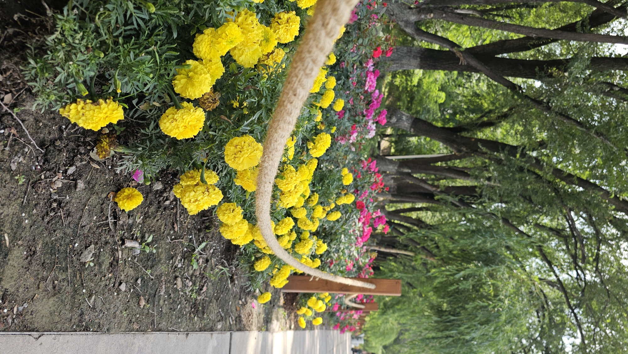A vertical, eye-level, medium shot shows a flower bed along a paved walkway. The flower bed is lined with a thick, rough, tan rope supported by wooden posts. The rope separates the flower bed from the walkway. The foreground is dominated by a dense bed of bright yellow marigolds with green foliage. Behind the yellow flowers, a layer of pink and red flowers, possibly roses, is visible. In the background, a row of tall trees with green foliage creates a natural canopy over the scene. The trees have rough bark, and some have white paint applied to their lower trunks. The ground is a mix of dark soil, small pebbles, and fallen leaves. The paved walkway is a light grey concrete. The scene appears to be in a park or garden setting within the city of Almaty, Kazakhstan, given the characteristic trees and landscaping often found in the city's green spaces. No people are clearly visible in the immediate scene, though a blurred figure can be seen in the distance on the walkway. The lighting suggests it is daytime, with soft sunlight filtering through the trees.