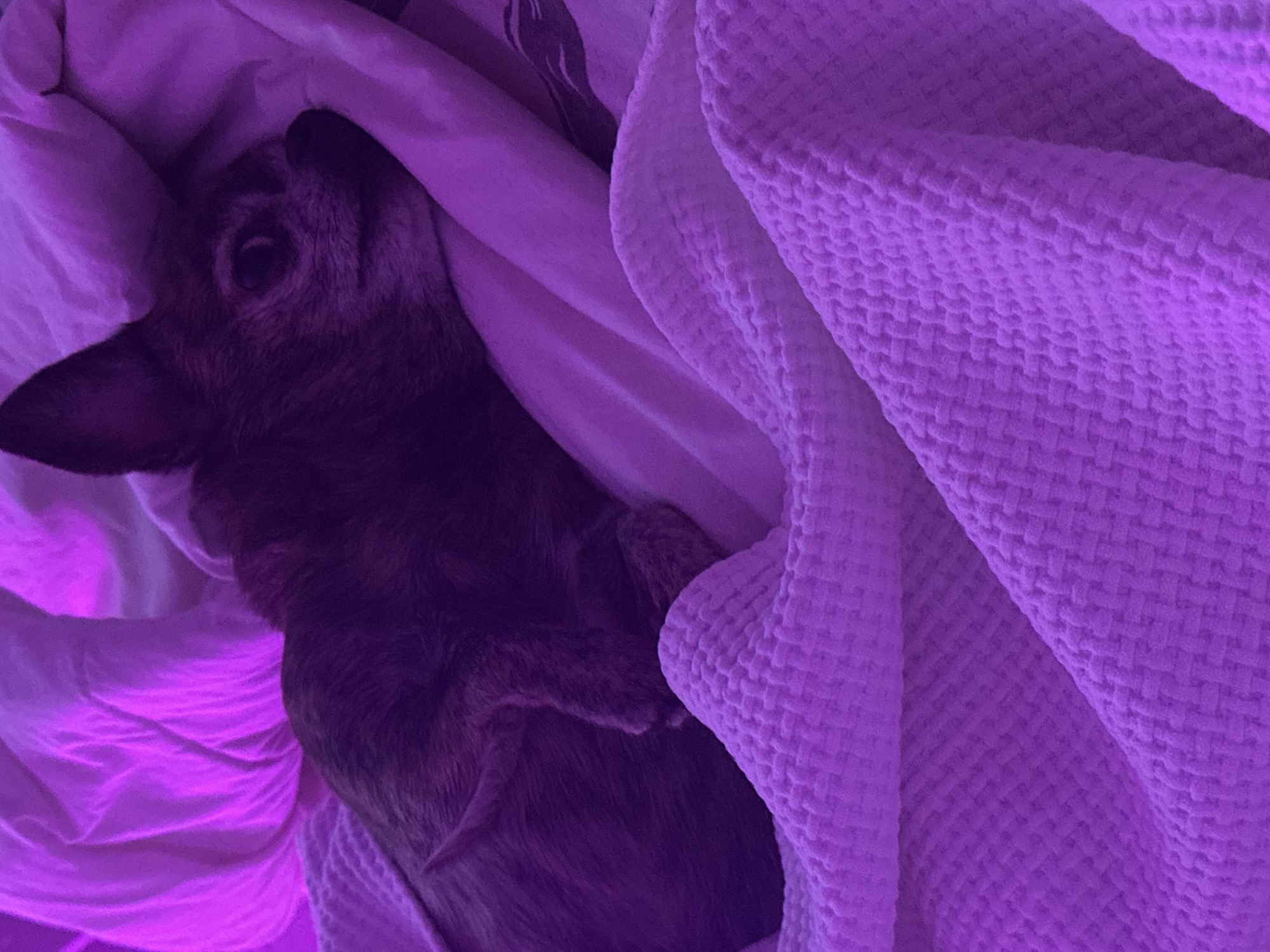 An overhead shot shows a small dog with brindle fur nestled on a bed, tucked under a white blanket. The room is illuminated by purple lighting, casting a vibrant glow on the scene. The dog is lying on its side, facing left, with its head resting on a pillow. Its eyes are partially open, and its ears are alert. The blanket is folded and draped over the dog, creating a cozy and comfortable resting place. The background is a soft focus of wrinkled white fabric, suggesting a bedroom setting. The overall impression is one of tranquility and relaxation. The specific location in Mirny, Russia cannot be determined from the image.