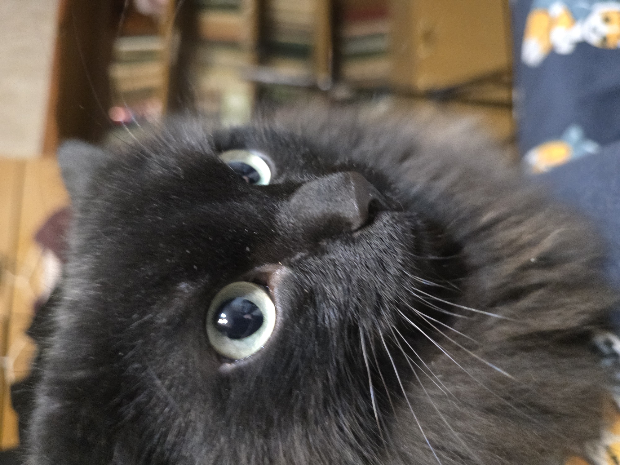 A close-up, slightly tilted view captures a black cat's face. The cat's eyes are light green-blue with dark pupils. Its nose is prominent and black. The cat's whiskers are long and white, fanning out from its snout. The background is blurred, with hints of a bookshelf and other furniture. Part of a blue fabric with a pattern is visible on the right side of the image.
There is no indication from the image itself regarding the location being the city of Chaikovsky, Russia.