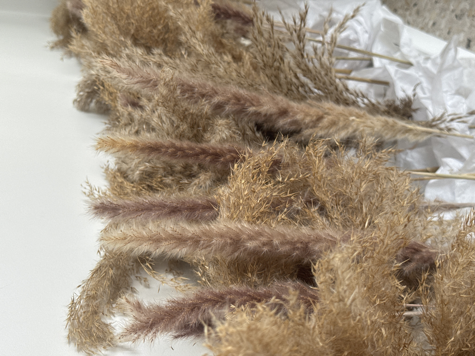 The image shows a close-up of several bundles of dried pampas grass resting on a white surface. The grass varies in color, with some plumes being a light tan and others having a mauve or reddish-brown tint. Some of the stems are bundled together, wrapped in white paper. The location is unidentified, specified as Unknown, Unknown.
