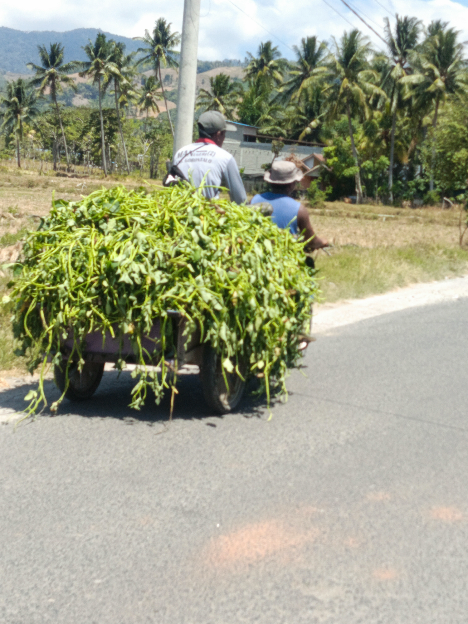 In a rural setting in Limehe Timur, Indonesia, two individuals are observed on a two-wheeled cart being pulled by a motorcycle. The cart is laden with a substantial amount of green foliage, likely agricultural produce. The individual driving the motorcycle is wearing a blue shirt and a hat, while the passenger in front is wearing a grey shirt with red trim and a baseball cap. The scene unfolds on an asphalt road, with dry grass and palm trees visible in the background, indicating a tropical or subtropical environment. The terrain behind the road appears to be hilly and undeveloped, with some sparse vegetation. The sky is partly cloudy. The overall impression is one of agricultural activity and transport in a rural Indonesian landscape.