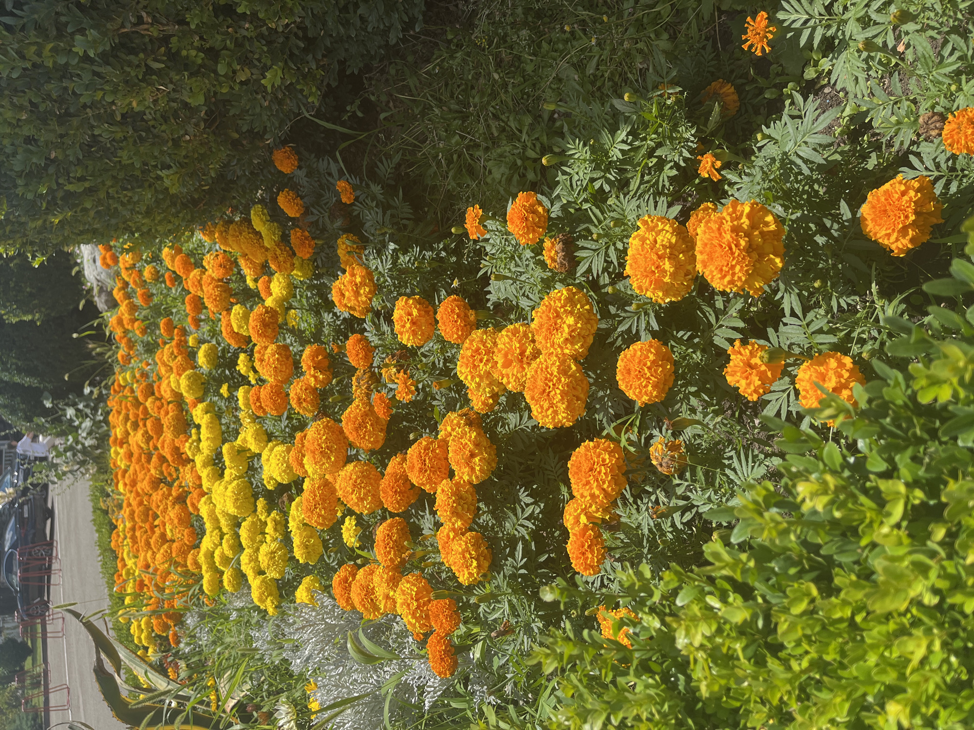 This is a top-down, rotated view of a vibrant flower bed filled with marigolds. The flowers are predominantly bright orange and yellow, with some clusters appearing almost fully orange and others a lighter, golden yellow. They are densely packed, creating a textured carpet of blooms. Interspersed among the flowers are their green, feathery leaves. In the background and along the left side, there are lush green bushes and some darker foliage. A hint of a pathway or road is visible on the far left, with a parked dark car and some red metal racks. A few people are subtly visible near the car. The lighting suggests it is daytime, with sunlight casting shadows and highlighting the colors of the flowers, indicating a sunny day. The setting appears to be an outdoor garden or public space, possibly in Krasnodar, Russia, given the location context. There is no visible text in the image.