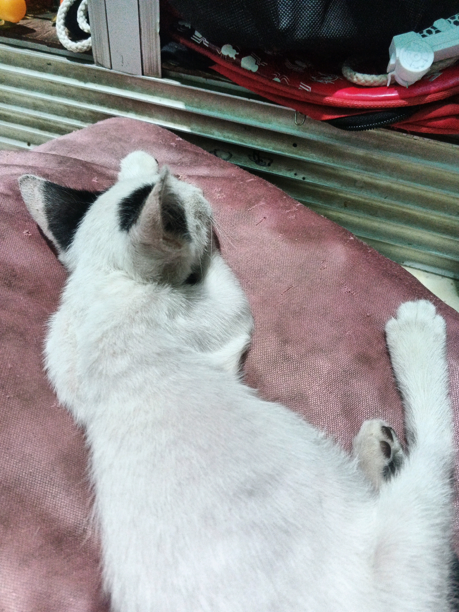 A white cat with black markings on its head and ears is lying on a pink fabric surface. The cat's head is partially obscured as it appears to be resting its face on its paws. The background shows a textured, metallic surface, possibly corrugated metal, and a stack of red and black items, one of which has a white object with circular details on it. The scene appears to be an indoor environment. The location of Kadu, Indonesia, is provided, but the image itself does not contain specific visual cues to confirm this location.