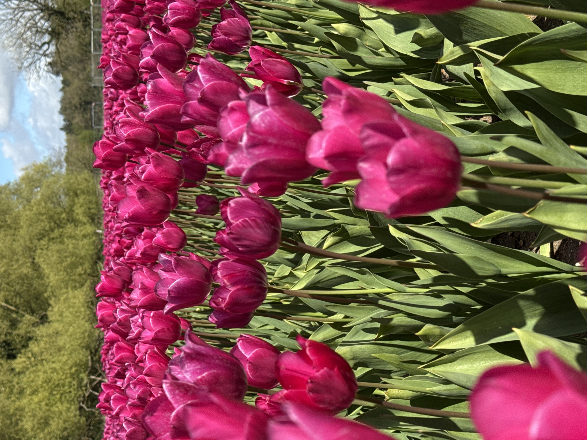 The original image, taken in King's Lynn and West Norfolk, United Kingdom, captures a dense field of fuchsia-colored tulips under natural daylight. The photograph is oriented vertically but appears to have been taken with the camera rotated 90 degrees, showing the tulips growing diagonally from the bottom-left to the upper-right of the frame, parallel to the ground.
The primary subjects are numerous blooming tulips, showcasing petals in vibrant shades of deep pink or magenta. Many blossoms are in full bloom, revealing their distinct cup-shaped forms, while others are still partially closed. The flowers are tightly packed in rows, their long, bright green stems and broad, pointed leaves forming a rich, verdant carpet beneath the blooms. Sunlight creates highlights on the petals and leaves, and casts shadows that enhance the texture and depth of the foliage.
In the blurred background to the left of the tulip field, a dense line of green trees or bushes suggests an expansive natural setting, possibly a park or garden. Above the distant greenery, a light blue sky dotted with scattered white clouds is visible, indicating a bright but partly cloudy day. The perspective is low, looking up through the rows of flowers, with some foreground tulips slightly out of focus, emphasizing the sharpness of the blooms further into the field. There are no people, objects other than the flowers and natural elements, or visible text in the image. The scene evokes a strong sense of spring and natural beauty.
