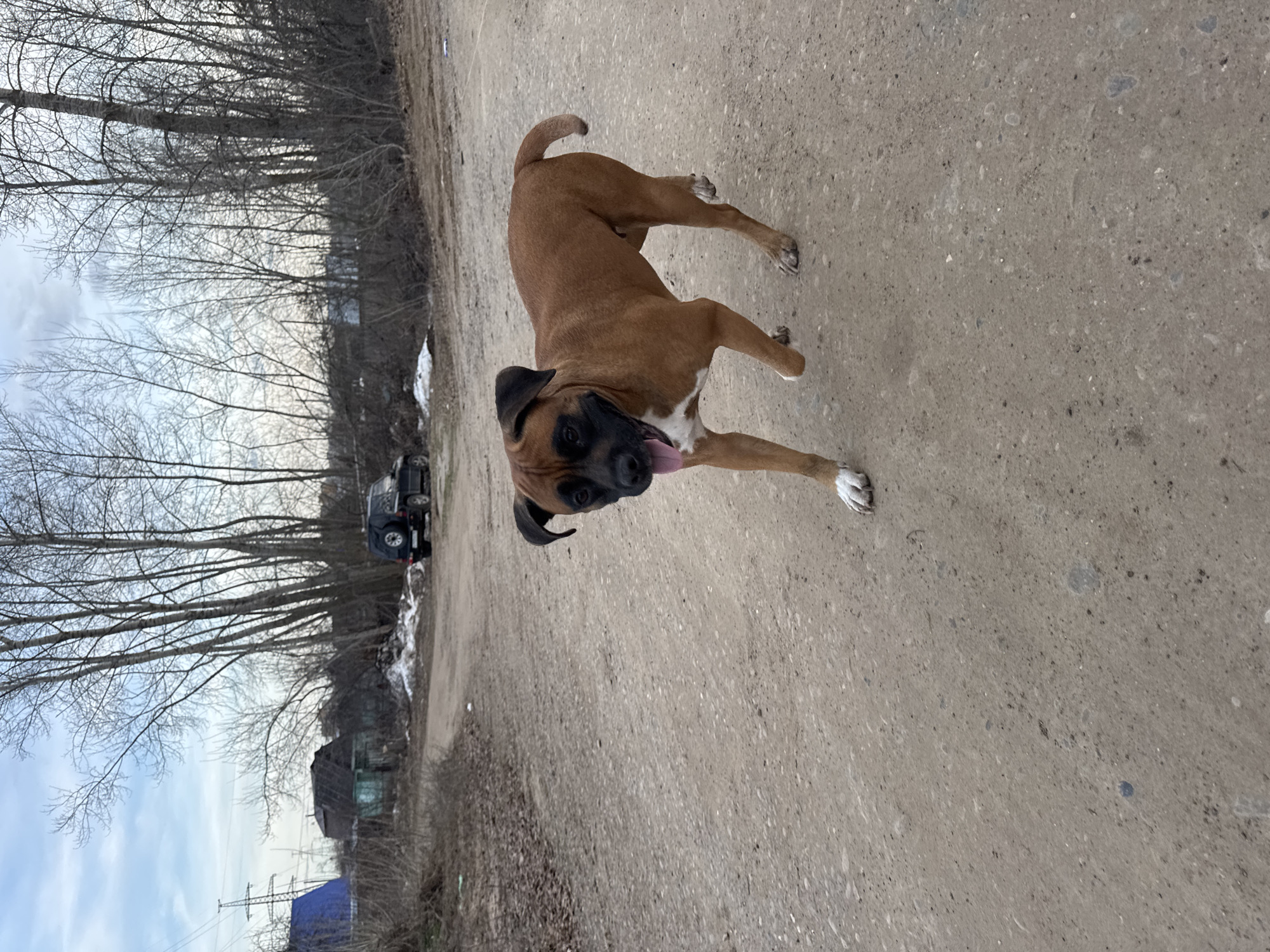 A medium-sized brown and black boxer dog is standing on a dirt road, facing the camera and panting with its tongue out. The road appears to be slightly uneven and dusty. In the background, bare trees line one side of the road. A dark-colored SUV is parked on the edge of the road among the trees. Other buildings and structures are visible behind the trees, including a blue tarp. The location is Chaikovsky, Russia.