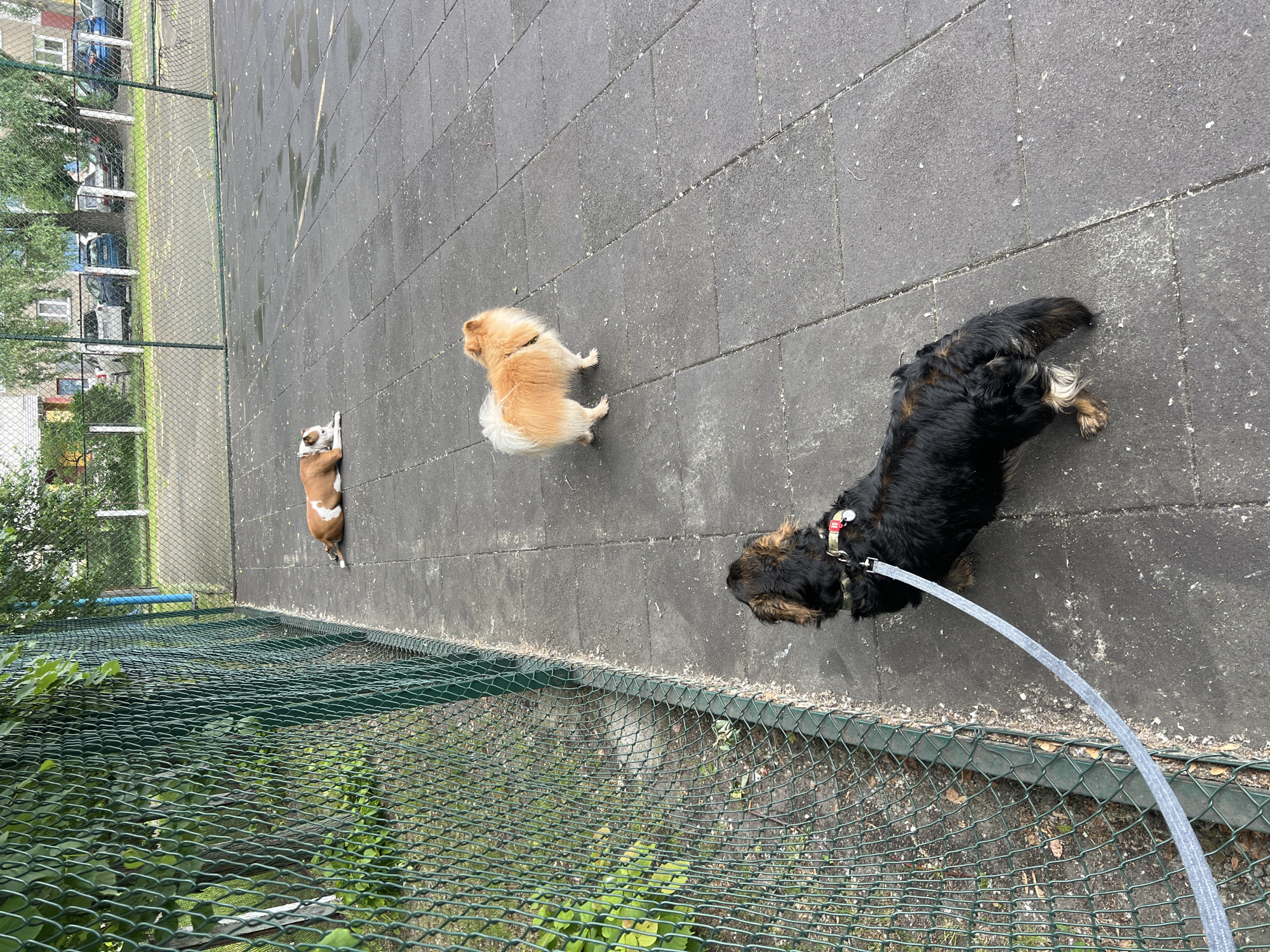 The image captures an outdoor scene, likely a public or semi-public area, featuring three dogs on a paved surface. The viewpoint is elevated, looking down at the dogs and their surroundings.
On the left, a small, short-haired dog with tan and white markings is lying on its side, appearing to rest. In the center, a fluffy, light brown dog, possibly a Pomeranian, stands alertly, looking towards the right. Further to the right, a medium-sized dog with shaggy dark brown and black fur and tan highlights is standing. This dog is equipped with a red and white patterned collar and a harness, from which a gray leash extends downwards and out of frame.
The dogs are on a ground composed of dark gray, rectangular paving slabs. To the left of the paved area is a tall, dark green chain-link fence. Beyond this fence, there is a lower level covered by a finer green mesh netting, with natural greenery and foliage visible beneath it. In the background, beyond the fence and foliage, several residential buildings with windows and parked cars are visible, indicating an urban or suburban setting.
The activity taking place appears to be a calm moment during an outing, possibly a walk or a visit to a dog-friendly area. The dogs are mostly still, suggesting they are observing their surroundings or taking a break. The lighting is bright and natural, indicating daytime. Some areas of the paved ground appear slightly damp or show residues, possibly from recent rain or dew. No visible text is discernable on any objects, collars, or in the background. The overall scene suggests a routine outdoor activity in an urban environment like Kyiv, Ukraine.
