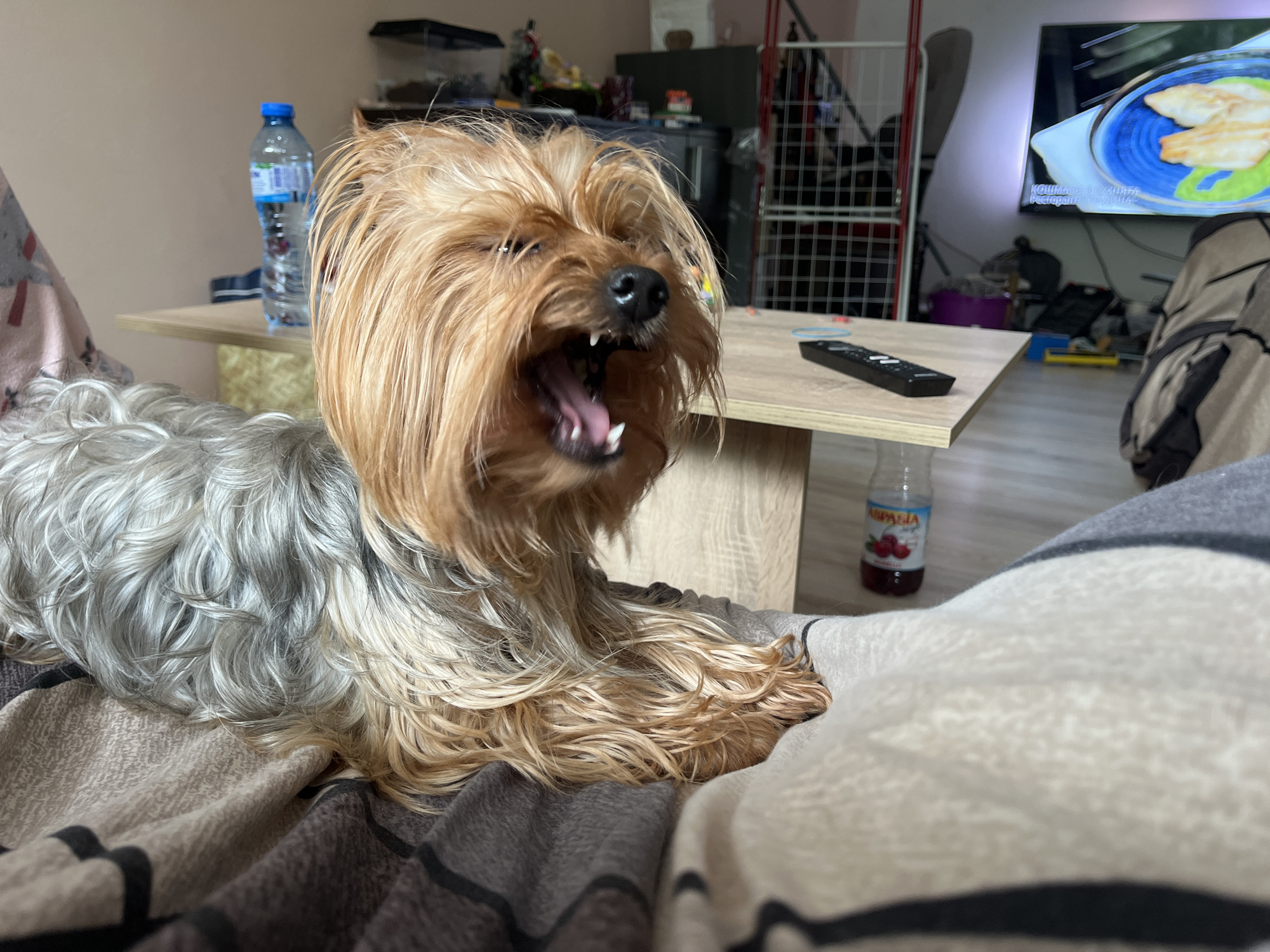 The image shows a Yorkshire Terrier indoors, lying on a patterned blanket. The dog's mouth is open, revealing its teeth, possibly yawning. In the background is a small wooden table. On the table there are objects: a remote, a water bottle, and a bottle of juice. Behind the table, various household items are visible and a television screen displaying a food show. The image was taken in an indoor setting in Gorna Oryahovitsa, Bulgaria.