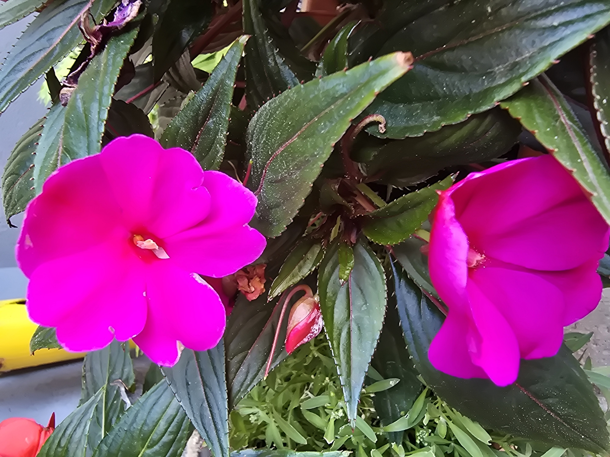 This media file is a close-up photograph of bright pink impatiens flowers and their deep green foliage. Two fully bloomed impatiens flowers are prominently featured, one on the left and one on the right, with their petals a vibrant fuchsia. A single impatiens bud, tipped with red and white, is visible in the center of the image, partially obscured by leaves. The leaves are elongated with serrated edges and some have a reddish tint along the veins. The background consists of more foliage and a blurred hint of a yellow object on the left, possibly part of a planter or garden tool. The lighting suggests it is daytime, and the overall scene evokes a sense of natural beauty and flourishing plant life. There is no visible text in the image. The location context is Sofiivska Borshchahivka, Ukraine.