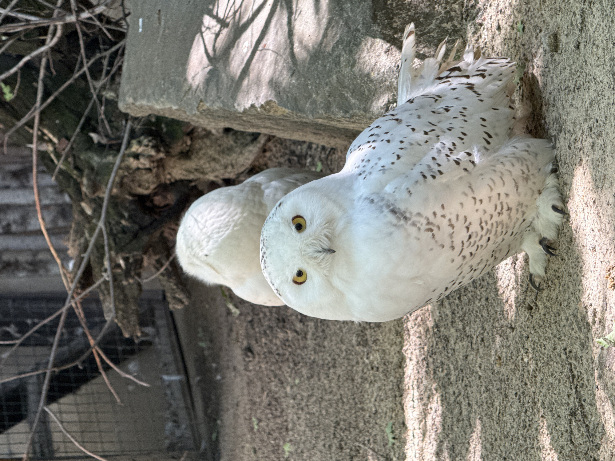 The image features two snowy owls in an outdoor enclosure. In the foreground, one snowy owl is prominently displayed, looking directly at the camera. This owl exhibits bright yellow eyes and pristine white plumage, heavily speckled with dark brown spots across its back and wings. Its feathers appear soft and full. Partially visible behind and to the left of the prominent owl is another, mostly white snowy owl, facing away from the camera.
The owls are situated on a light-colored, sandy or dirt ground. A large, light grey concrete block or structure is visible in the upper right portion of the image. The background is characterized by a dense arrangement of dark, bare tree branches and what appears to be part of a metal fence or enclosure structure.
The scene is brightly illuminated by strong sunlight, which casts distinct, sharp shadows from the branches and the concrete block onto the ground. This suggests a clear, sunny day. The overall setting appears to be an enclosure within a zoo or animal park, consistent with the provided location context of Shakhty, Russia. There is no visible text in the image.