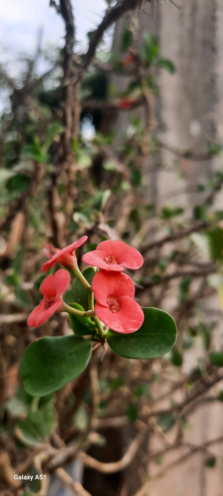 The image is a close-up, vertical shot of small, vibrant pink flowers with green leaves on a thorny plant. The flowers are clustered together, with some in focus and others blurred. The background is a soft blur of brown branches and green foliage, suggesting an outdoor setting. The lower left corner of the image contains the text "Galaxy A51", indicating the device used for capture. The scene is likely located outdoors, with the thorny plant being the primary subject. There are no people or animals visible in the image. The lighting suggests it may be daytime, with a soft, diffused light.