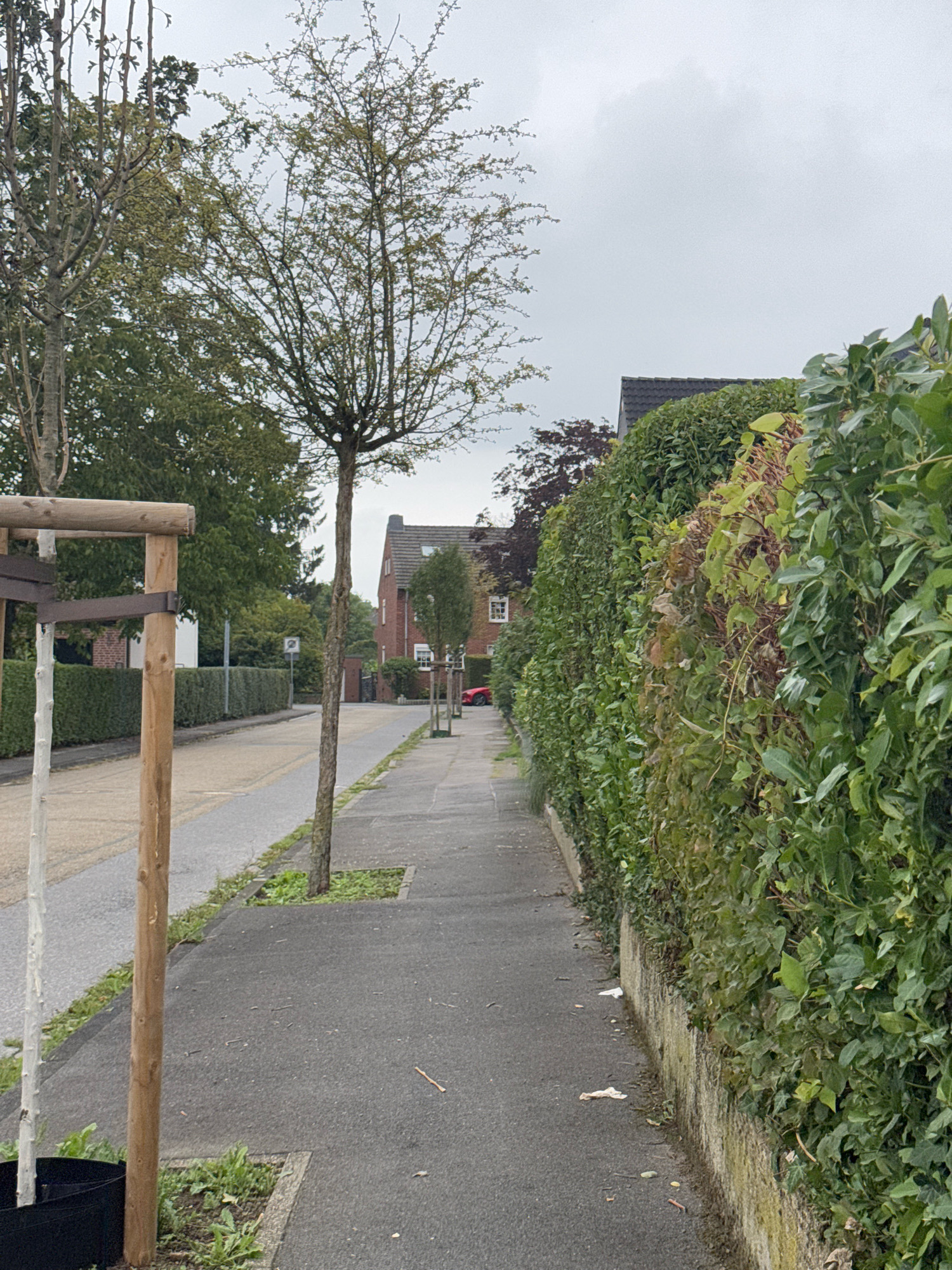 The image shows a residential street in Cleves, Germany, on an overcast day. The foreground features a sidewalk with a newly planted tree supported by wooden stakes. To the right of the sidewalk is a dense, green hedge bordering a property. The street runs parallel to the sidewalk, and on the opposite side of the street, there are houses and more trees. In the background, a red car is parked on the street. The sky is heavily clouded, suggesting potential for rain. The overall impression is a quiet, suburban environment.