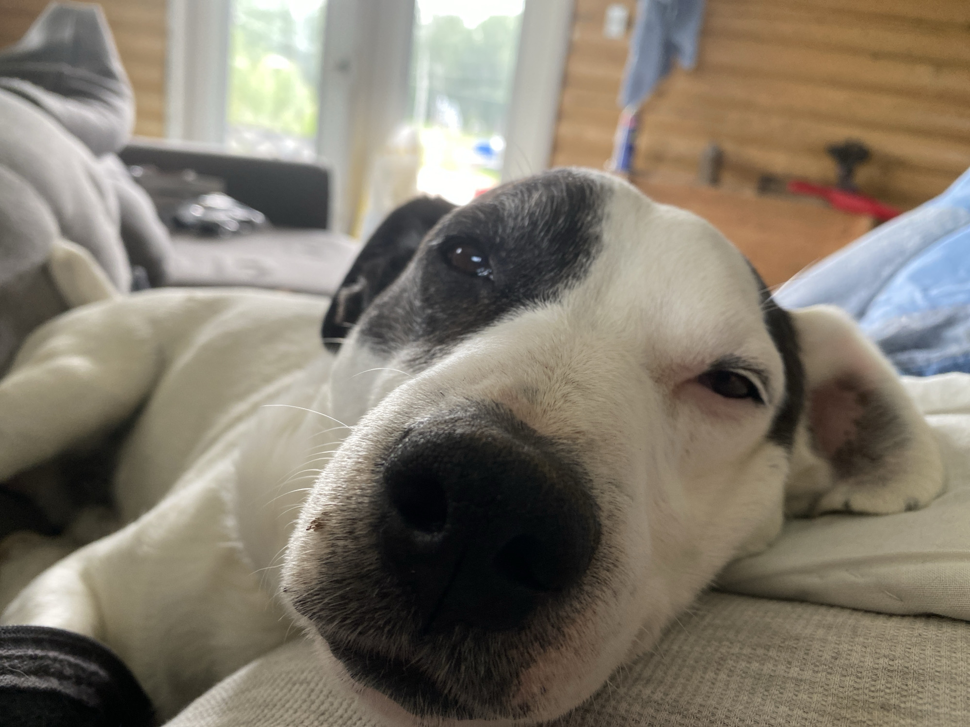 A close-up, low-angle shot shows a white dog with black markings around its left eye and ear. The dog is lying down on a textured, light-colored surface, possibly a blanket or couch cushion, with its head resting. The dog's right eye is partially closed, and its nose is in sharp focus. In the background, out of focus, is a wooden-paneled wall, a window with greenery visible outside, and furniture. The scene appears to be indoors, in a residential setting in Haines Junction, Canada.