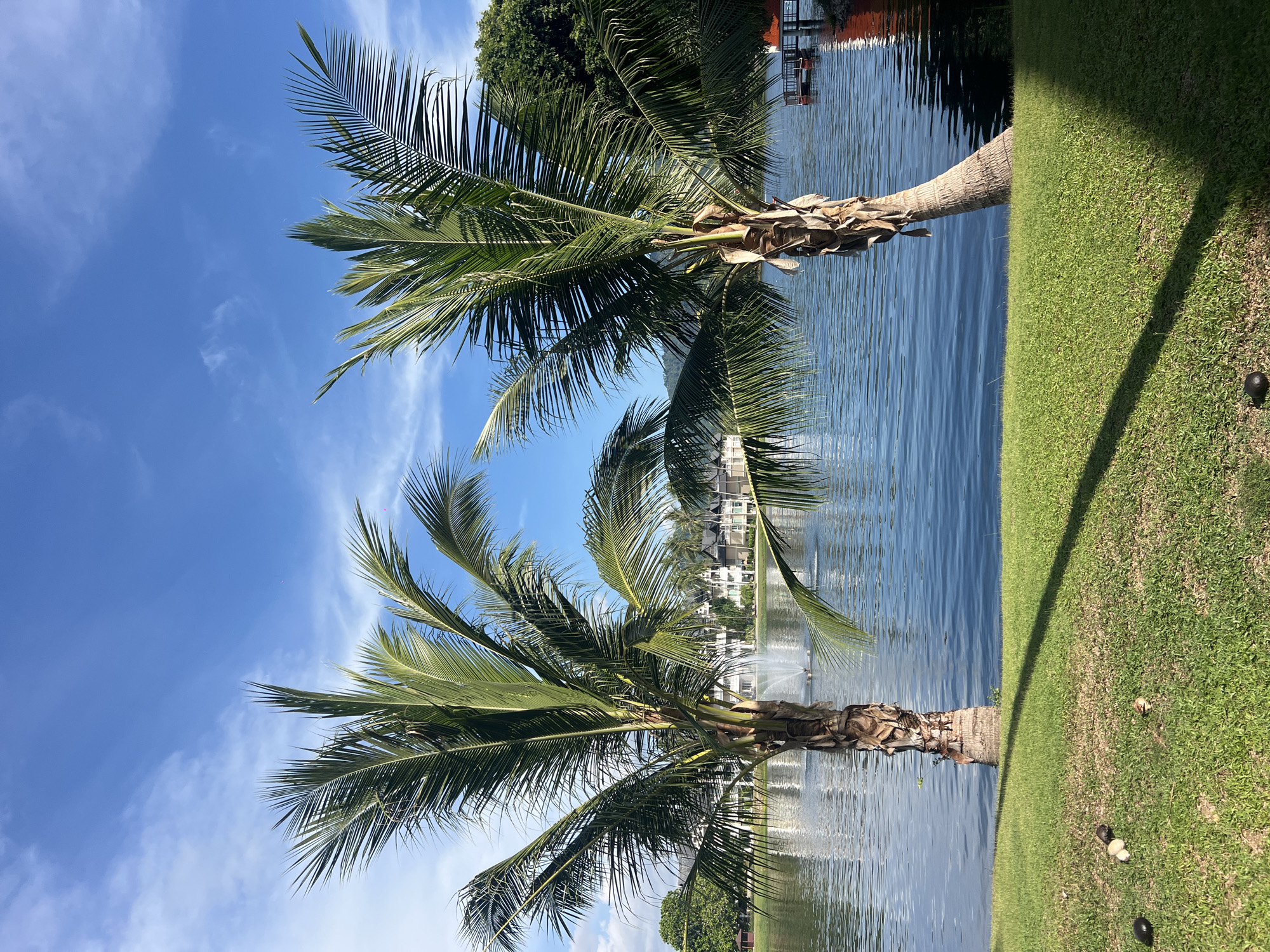 The image depicts two palm trees situated on a grassy bank adjacent to a body of water. The sky is blue with wispy clouds. In the background, across the water, are buildings and a fountain. The scene is sunlit. Based on the prompt, the location is Choeng Thale, Thailand.