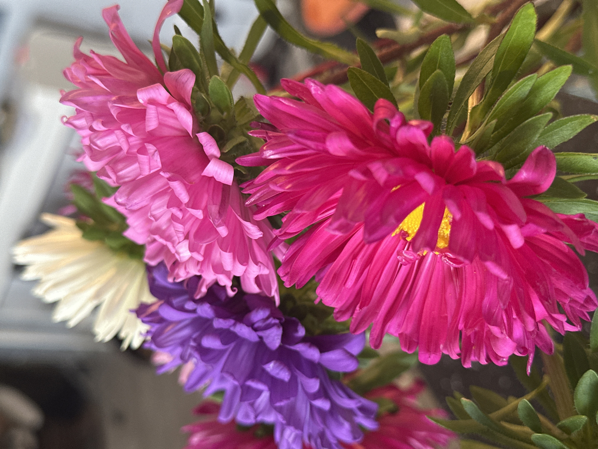 A close-up, shallow depth-of-field photograph features a vibrant bouquet of asters. The flowers are arranged in a natural, slightly overlapping manner, with a focus on the intricate petal structures. The dominant colors are fuchsia, magenta, lavender, and white. The fuchsia aster in the foreground has a bright yellow center, with its petals fanning outwards. Behind it, a magenta aster displays ruffled petals. To the left, a cluster of lavender asters adds a contrasting cool tone. A single white aster is visible in the background, slightly out of focus. The green stems and leaves provide a natural backdrop, creating a lush and organic feel. The lighting is soft, highlighting the texture and saturation of the petals. The overall impression is one of natural beauty and delicate floral arrangement.