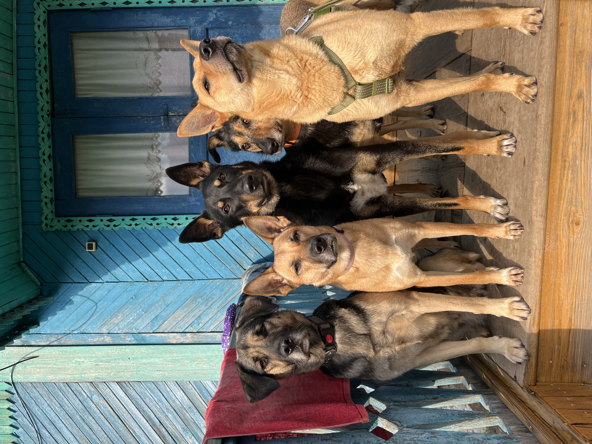 Five dogs are sitting on a wooden porch in front of a blue wooden wall. The dogs are of various breeds and colors, including German Shepherd, tan, and black. They appear to be in good health and well-cared for. The porch has a railing and a red towel is hanging on it. A blue door is visible behind the dogs. The scene is illuminated by bright sunlight. The style of the wooden house and its blue painted facade suggest a rural or semi-rural setting in Russia, potentially in Nizhny Tagil.