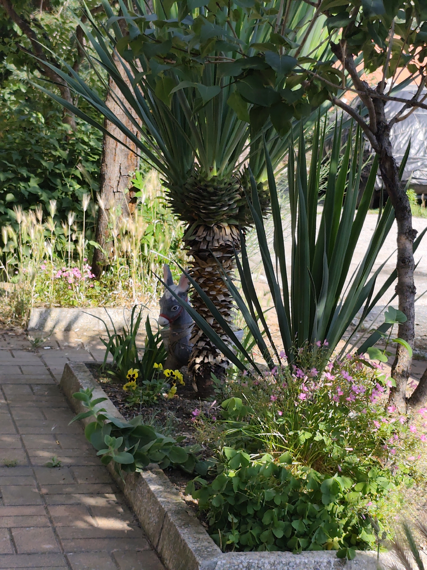 This image displays an outdoor garden area within the city of Plovdiv, Bulgaria. The scene is dominated by a concrete-bordered planter box positioned adjacent to a brick-paved walkway in the foreground.
Within the planter, a large plant, resembling a Yucca, stands prominently on the left. It features a thick, textured trunk with a distinct pineapple-like pattern created by desiccated leaf bases, from which a dense rosette of long, stiff, sword-shaped green leaves radiates upwards. Partially obscured behind the trunk of this plant, on the left, is a grey garden statue of an animal with pointed ears, blue eyes, and a red halter-like strap around its snout, suggesting a rabbit or donkey. To the right of the central plant, another large plant with similar long, sword-shaped green leaves is visible.
The planter also contains a variety of smaller plants, including several yellow pansies with dark centers located in the front-left, and a dense cluster of small pink, four-petaled flowers, possibly Oxalis, in the foreground-right. Various other green foliage and grasses fill the planter.
In the midground and background, several tree trunks are visible, one featuring deeply furrowed bark. These trees are surrounded by a thick growth of green foliage and tall, light-colored grasses, indicating a vegetated area beyond the immediate garden. The scene is bathed in strong sunlight, which casts distinct shadows onto the brick-paved walkway. No human or animal figures are present or engaged in any discernible action.