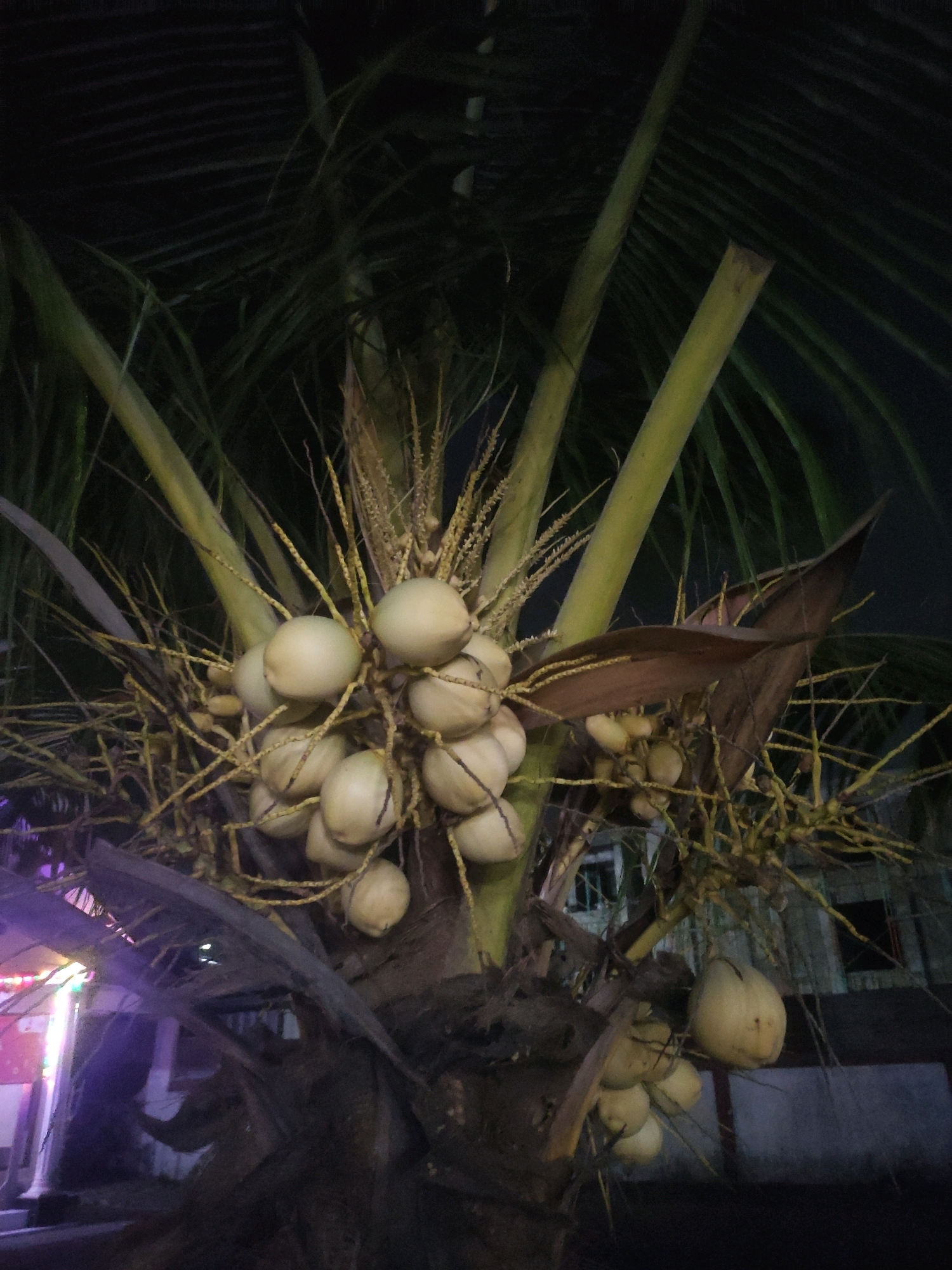 An image taken at night in Ngasem, Indonesia, shows a cluster of young coconuts hanging from a palm tree. The coconuts are pale green and round, some still attached to the tree by thin, fibrous stalks. The fronds of the palm tree are dark and create a shadowy backdrop, obscuring details of the surroundings. In the lower left portion of the image, there are blurred lights and structures, possibly indicating a building or street in the vicinity. The overall scene is dimly lit, with the primary focus on the fruit of the palm tree.