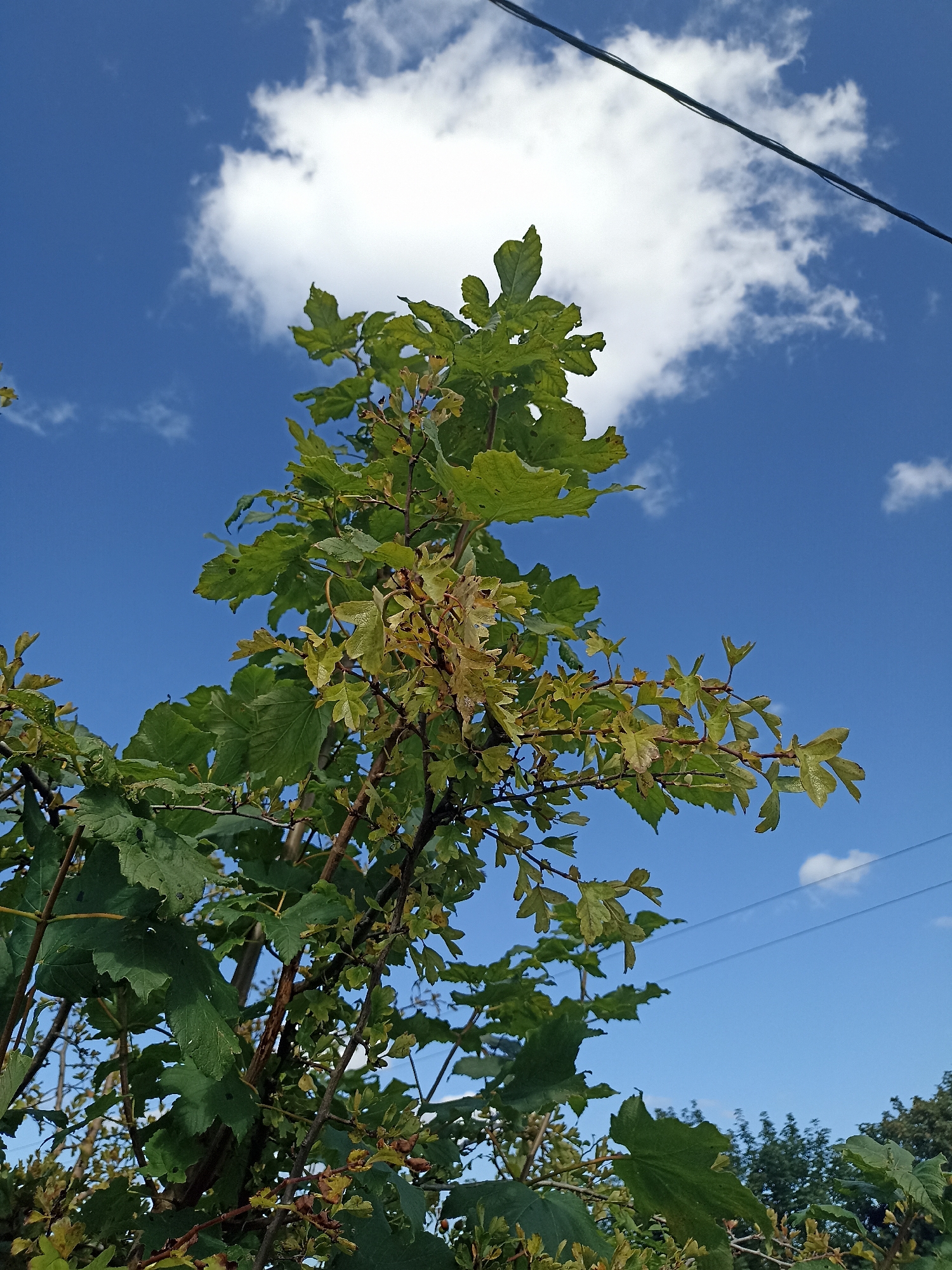 The image captures a low-angle view of green foliage against a bright blue sky with scattered white clouds. A dark power line runs diagonally across the upper right portion of the frame. The leaves on the trees are varied in color, with some showing signs of yellowing or browning, suggesting a change in season. The scene appears to be outdoors in a natural setting. There are no people or animals visible in the image. The location is described as Annagry, Ireland, but there are no specific landmarks or details in the image that would confirm this location.