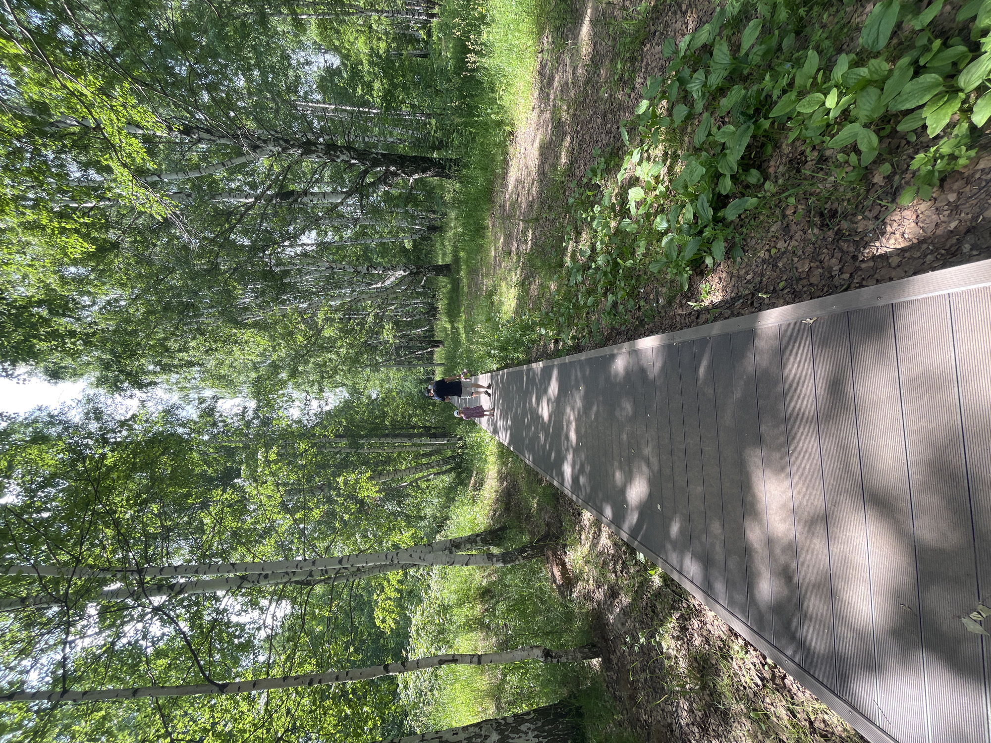 A person and a child are walking away from the camera on a wooden boardwalk through a forest. The boardwalk is in the foreground and extends into the distance. The forest is dense with trees, primarily birch trees with white bark and green leaves. Sunlight filters through the canopy, casting dappled shadows on the boardwalk and the forest floor. The ground is covered with grass, leaves, and mulch. The scene appears to be set in a park or natural area. The people are walking side-by-side, with the child appearing to hold the adult's hand or walk closely beside them.
