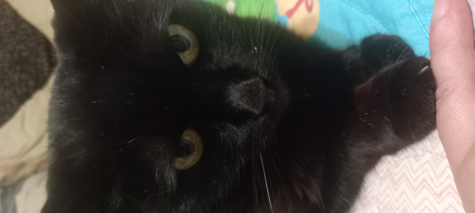 This is a close-up, vertical, indoor photograph of a black cat's face and paw. The cat has bright green eyes with dark pupils and a black nose. Its whiskers are long and white. The cat is lying down on a textured surface, possibly a blanket or bedspread, with a portion of a human finger visible in the foreground. The background consists of out-of-focus soft furnishings. The image does not contain any information indicating its location in Kryvyi Rih, Ukraine.