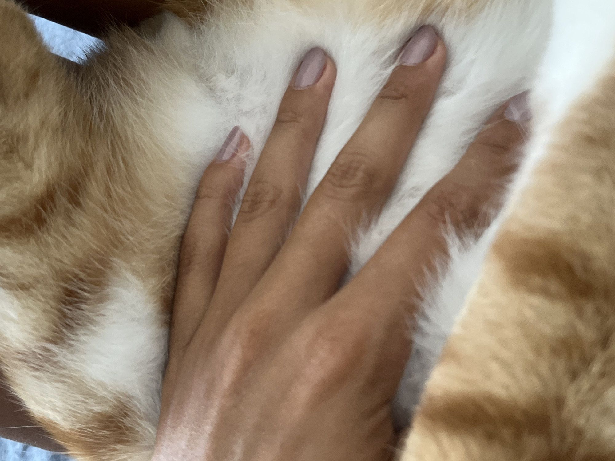 A hand with mauve nail polish rests on the orange and white fur of a cat. The location is unknown. The country is Indonesia.