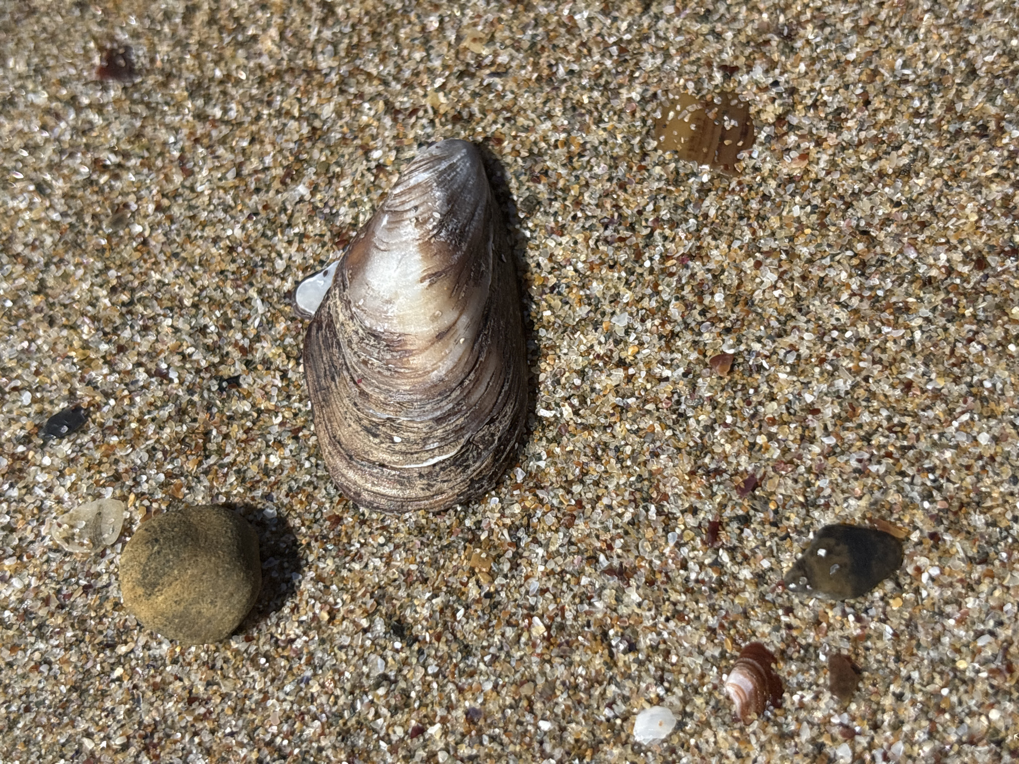 This is a close-up, overhead photograph of a sandy beach, likely located in Rezovo, Bulgaria. The sand is composed of small, granular particles in various shades of brown, beige, and white, interspersed with tiny, iridescent shell fragments. A single, elongated mussel shell, predominantly brown with lighter striations, rests in the center of the frame, angled slightly to the right. To the left of the mussel shell, a smooth, round, dark brown pebble is visible. Further to the left and slightly below the pebble is a small, translucent, angular piece of what appears to be sea glass or a fragment of a larger shell. In the lower right quadrant of the image, a small, dark, pointed shell is lying on its side, and below that, a fragmented, spiraled shell displays reddish-brown and white bands. The lighting suggests an outdoor environment, possibly under natural sunlight, casting subtle shadows on the objects.