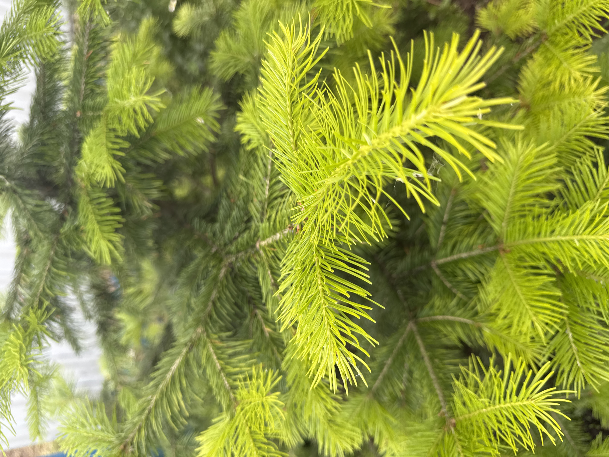The image is a close-up, vertical shot of bright green pine needles on a tree. The needles are sharp and pointed, and some are catching the light, making them appear almost fluorescent. The background is a blur of darker green pine needles, suggesting a dense evergreen environment. There is a faint suggestion of a white fence-like structure in the upper left corner of the image, which could indicate a boundary or an artificial element within the natural setting. The scene is static, with no people or animals visible, and no actions taking place. The overall impression is one of natural beauty and vibrancy, with a focus on the texture and color of the pine needles. There is no information provided within the image to suggest a specific location within Чуй-Атасево, Russia.