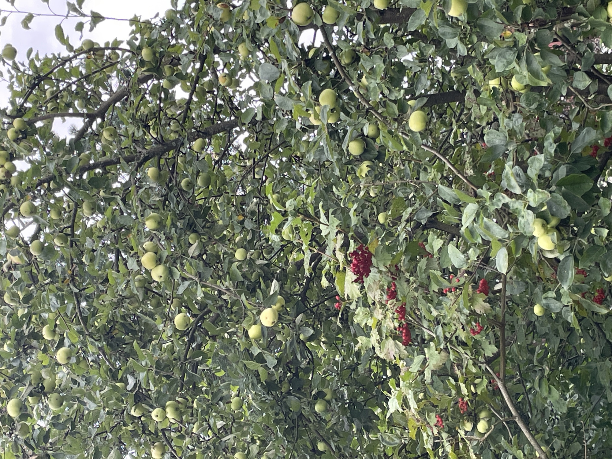 The image shows a close-up of an apple tree laden with green apples and clusters of red berries. The tree is dense with green leaves and branches. The red berries are concentrated in the lower half of the image, with some scattered among the apples and leaves. The lighting suggests an overcast day, with diffused light filtering through the foliage. The image appears to have been taken in a natural setting, possibly a garden or orchard, in Строймаш Снт, Russia. There are no people or animals visible in the frame. The scene is static and focuses on the natural bounty of the tree.