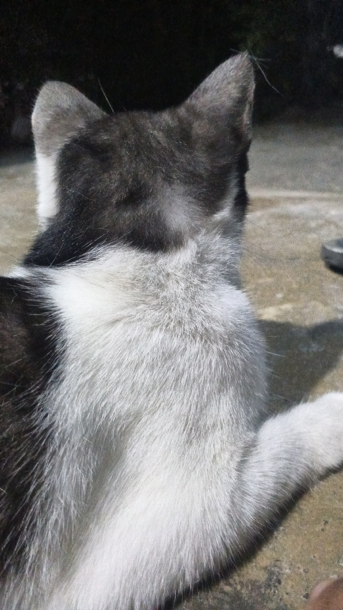 A black and white cat is shown from behind, with its head turned to the right, looking away from the camera. The cat's fur is visible on its back and head, with patches of white and black. The cat appears to be outdoors, on a concrete surface. The background is dark and out of focus. The lighting suggests it may be daytime. The image is taken from a close-up perspective, focusing on the cat's fur and the back of its head. There is no indication of the cat's specific location within the city of Soko, Indonesia.