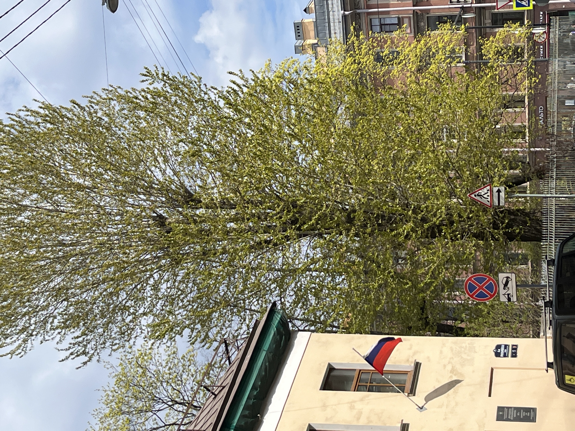 The image depicts a street scene in Saint Petersburg, Russia. In the foreground is a light yellow building with a pitched roof. A Russian flag is visible, extending from a window. Several street signs are mounted on a metal fence in front of the building, including a 'no stopping' sign and a pedestrian crossing sign. A large tree with light green leaves obscures a portion of the background. Behind the tree, a taller building with multiple windows can be seen. Overhead, power lines stretch across the sky. The sky is blue with light clouds. Part of a dark-colored vehicle is visible on the right side of the image.