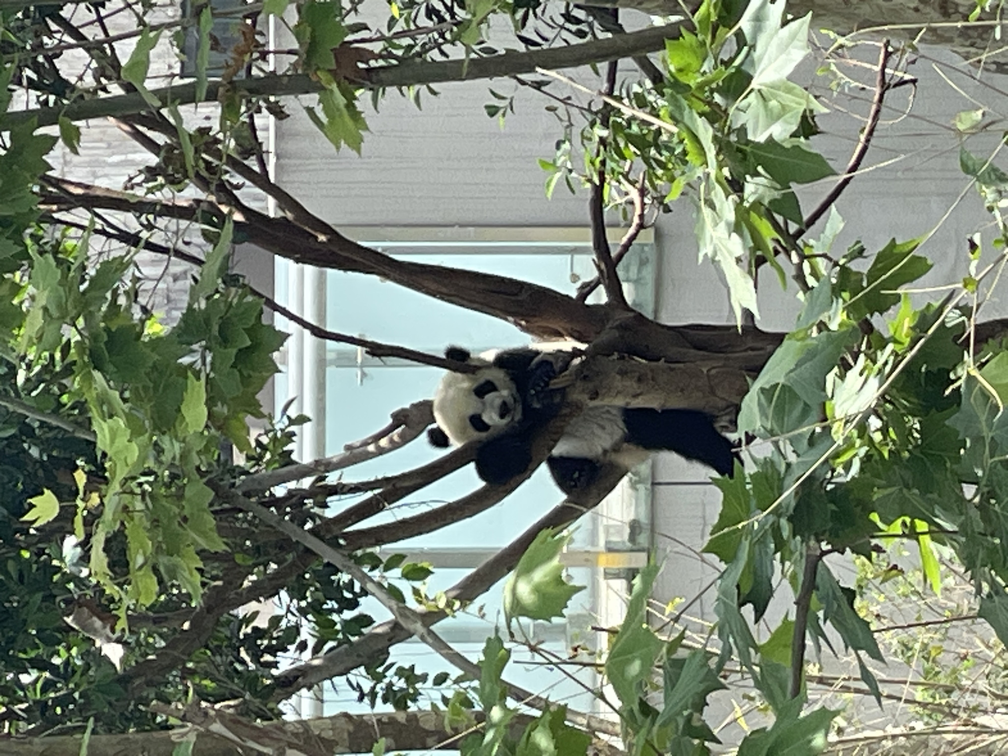 A panda rests in a tree. The location is the city of Chenghua District, China. The panda is positioned amidst green foliage and branches, with a light-colored building visible in the background. The panda's black and white fur is distinguishable, and it appears to be lying comfortably.