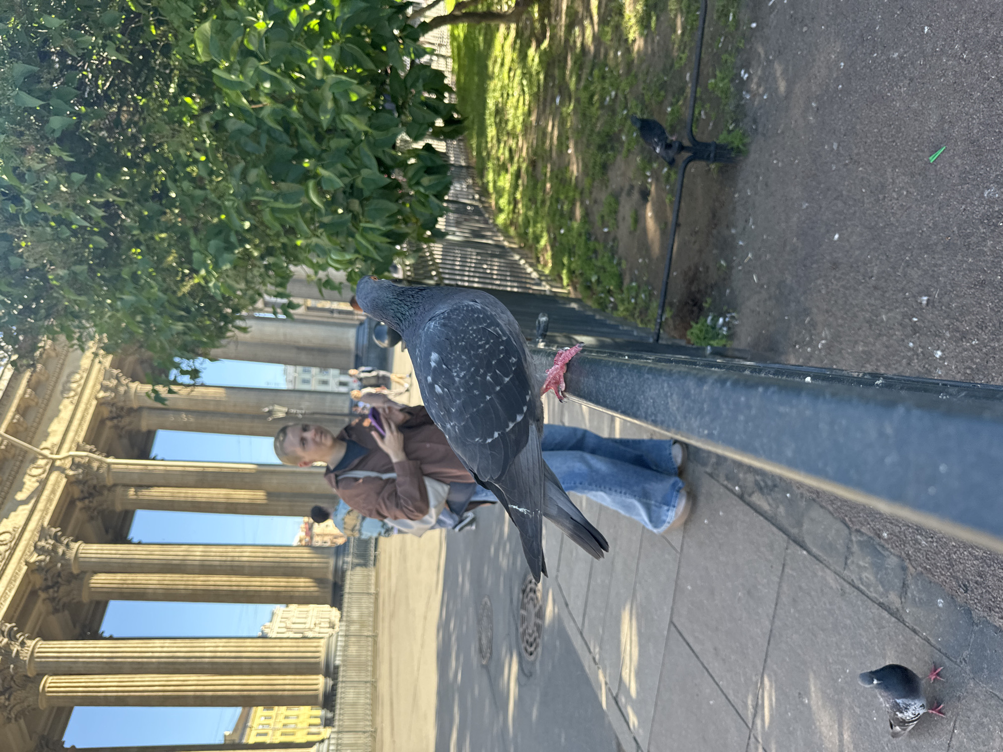 This is a medium shot of a pigeon perched on a black metal railing in a public area, likely a park or plaza, in Saint Petersburg, Russia. In the background, a person with short blonde hair wearing a brown jacket and blue jeans is holding a smartphone. Further behind them, large classical stone columns characteristic of Saint Petersburg architecture are visible, along with a green tree on the right side of the frame. The ground is paved with stone tiles and gravel, and there is a grassy area behind the railing. Another pigeon is visible further down the railing, and a third is on the ground to the left. The overall lighting suggests it is daytime.