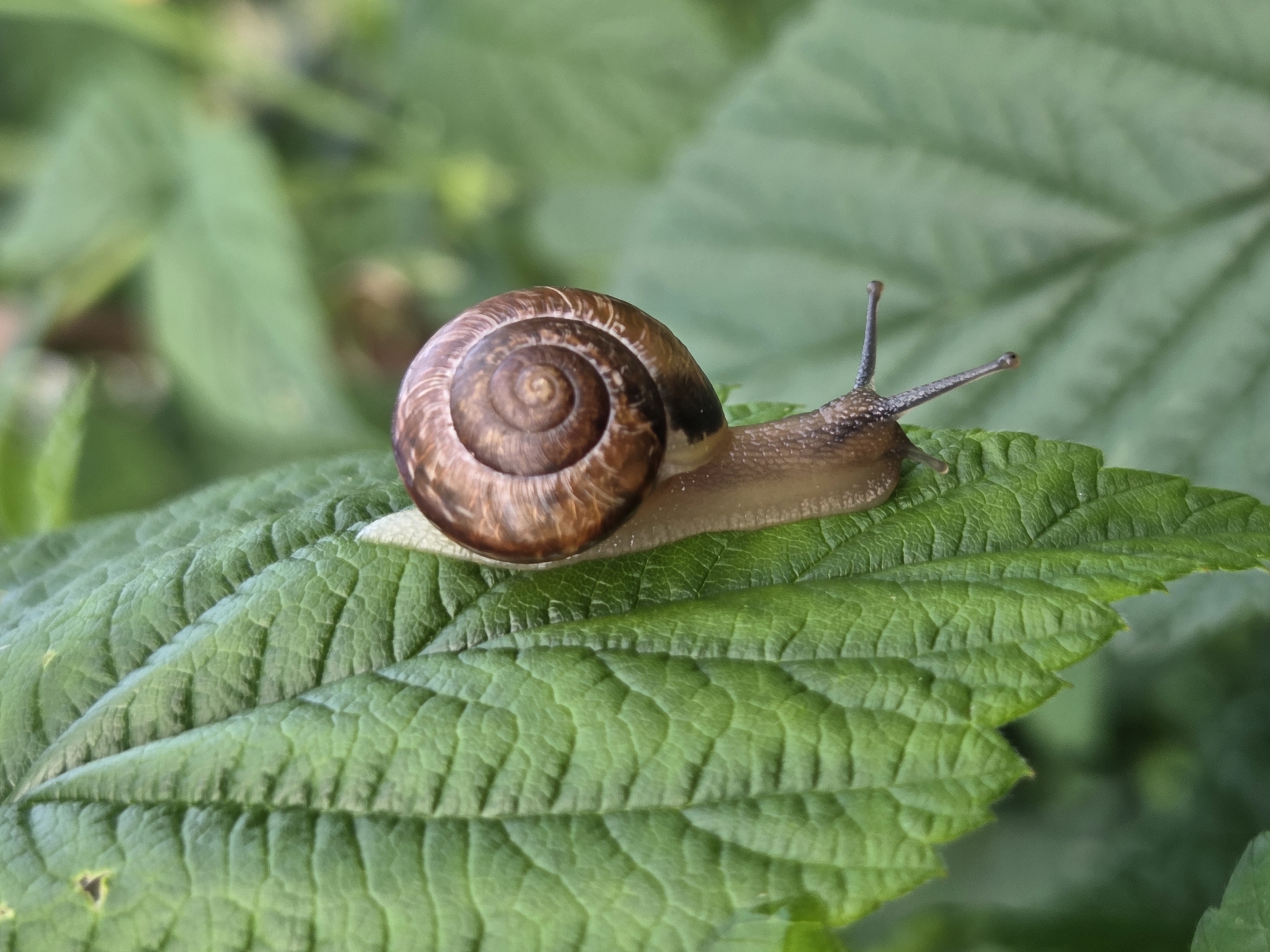 A close-up, eye-level, horizontal shot features a brown snail with a coiled shell on a large, green leaf. The snail is positioned on the right side of the leaf, facing right. Its body is light brown and moist, and two eyestalks extend upwards from its head. The snail's shell is a spiral of brown and tan hues, with darker brown lines forming the coils. The leaf it rests on is vibrantly green, with prominent veins and a textured surface. In the blurred background, other green leaves and foliage are visible, suggesting a natural, outdoor setting. The lighting appears to be natural daylight, possibly from the morning given the "Восход" (sunrise) context, highlighting the details of the snail and the leaf. The scene evokes a sense of tranquility and the quiet observation of nature. There is no visible text in the image. The location context is Восход Снт (фролово), Russia.
