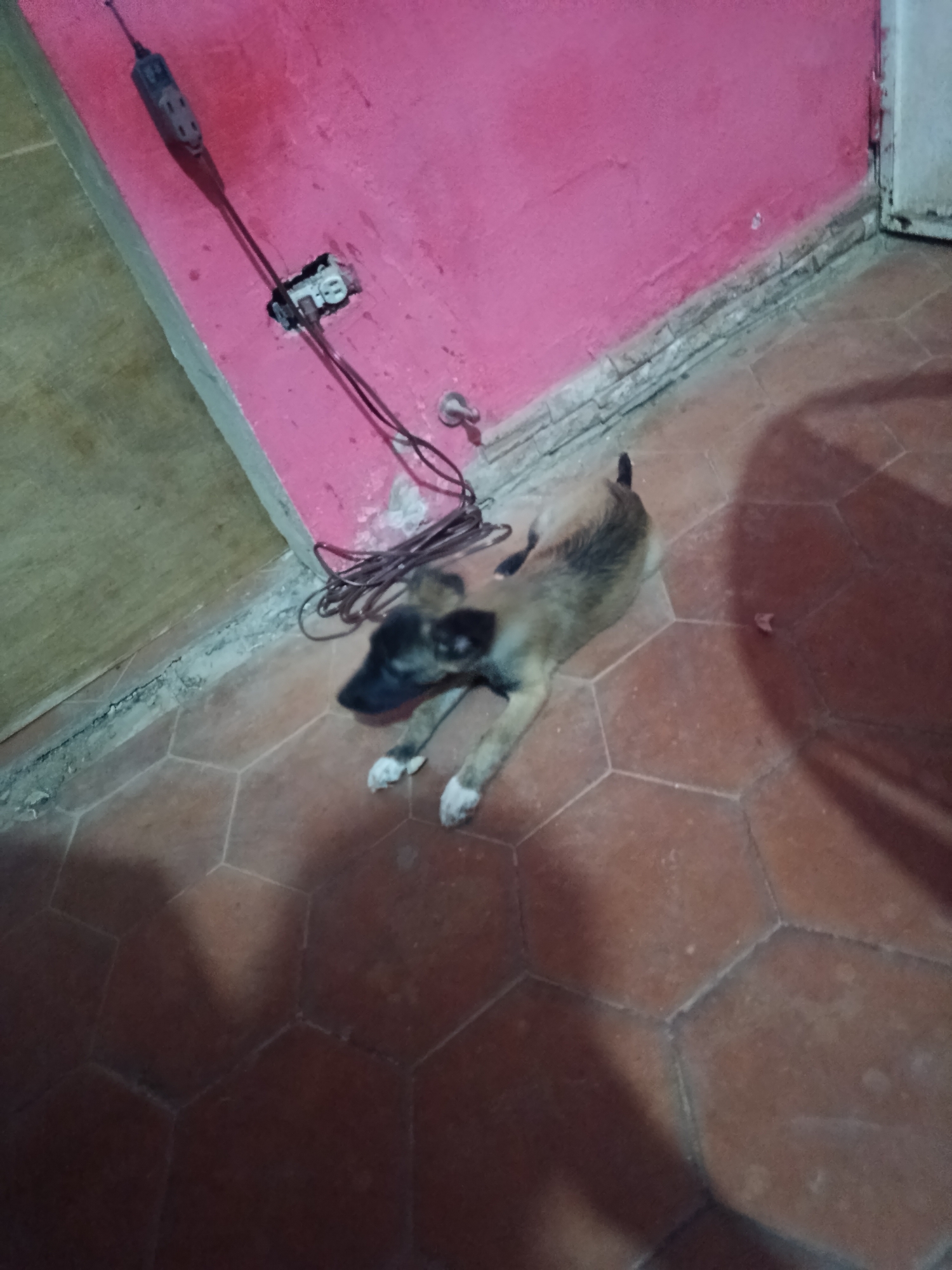 A medium shot depicts a dog lying on a hexagonal tile floor in a room in Juan Griego, Venezuela. The walls are painted pink, and an electrical outlet is visible with a detached wire. An extension cord is plugged in. A door is visible in the upper left corner. The dog is a brown and black color with white paws.
