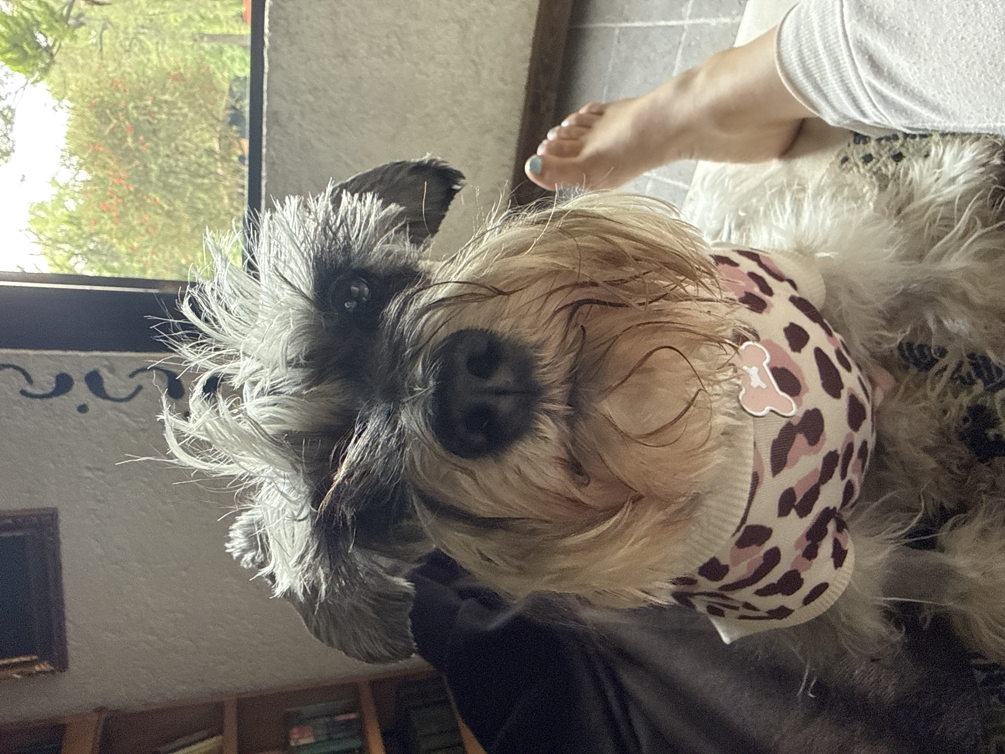 A close-up, high-angle shot shows a gray and tan Schnauzer dog wearing a pink and brown patterned vest with a bone-shaped tag. The dog is looking upwards. A human foot with light blue nail polish is visible near the top edge of the frame. The background includes a window with greenery visible outside, a patterned wall, and a bookshelf with books. The location appears to be indoors, potentially in a residential space in Cañada de Madero, Mexico, as indicated in the prompt.