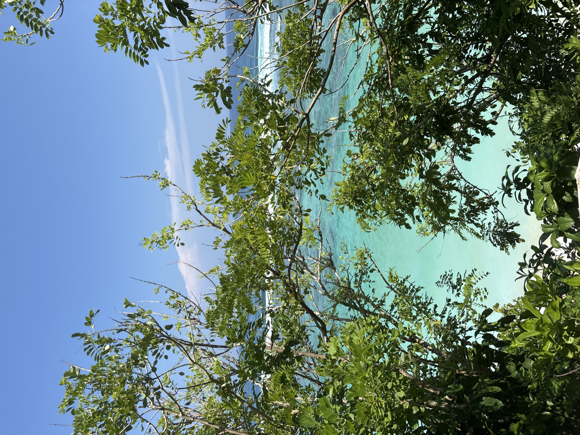 The image displays a natural coastal environment in Ungasan, Indonesia, characterized by a view of the ocean through dense vegetation. The foreground is occupied by a dense arrangement of green foliage from multiple trees and bushes, featuring numerous small to medium-sized leaves and branches, which partially obscure the lower and lateral portions of the scene. Beyond the foliage, an expanse of clear, turquoise ocean water is visible. White-capped waves are present in the mid-ground, indicating a surf zone. The background consists of a clear blue sky with scattered, faint white clouds. A minimal, light-colored strip of shoreline is discernible at the base of the water, immediately adjacent to the lowest layer of foliage. No individuals, animals, or man-made objects are present in the visible area.