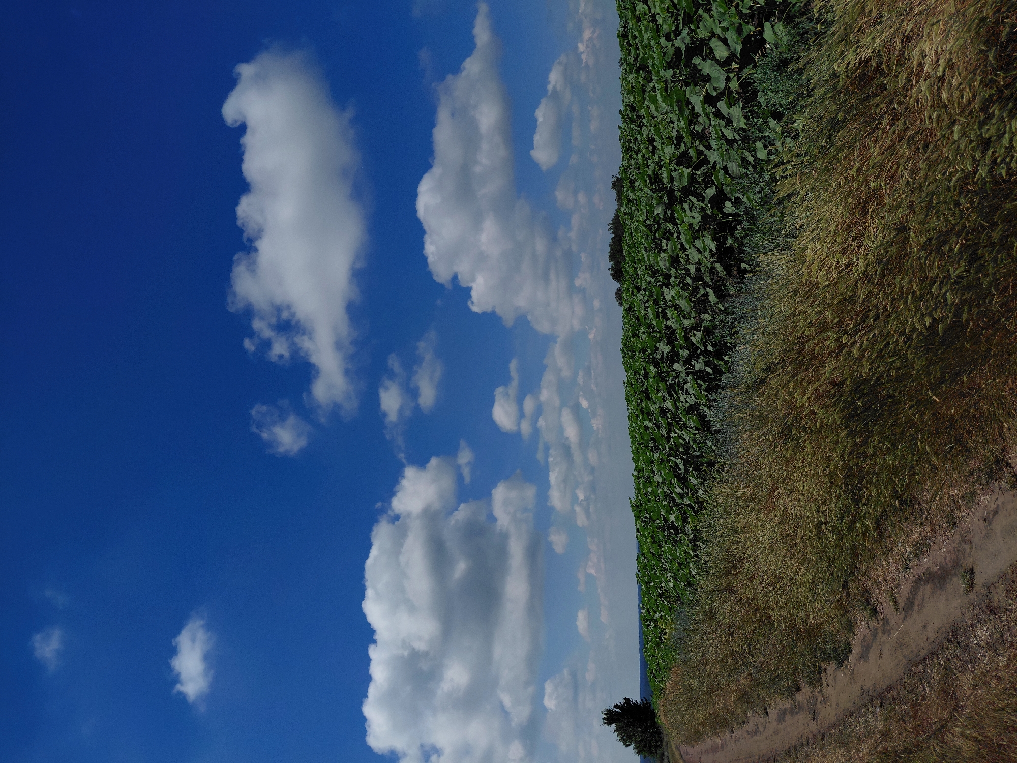 The image depicts a rural landscape with a dirt road curving into the distance on the left, bordered by tall, dry grass. To the right of the road is a vast field of lush green plants, likely sunflowers, stretching towards the horizon. The sky is a vibrant blue with scattered white, fluffy clouds. In the far distance, a line of trees is visible. The scene appears peaceful and natural, with no people or animals present. The location is Ustyvytsia, Ukraine.