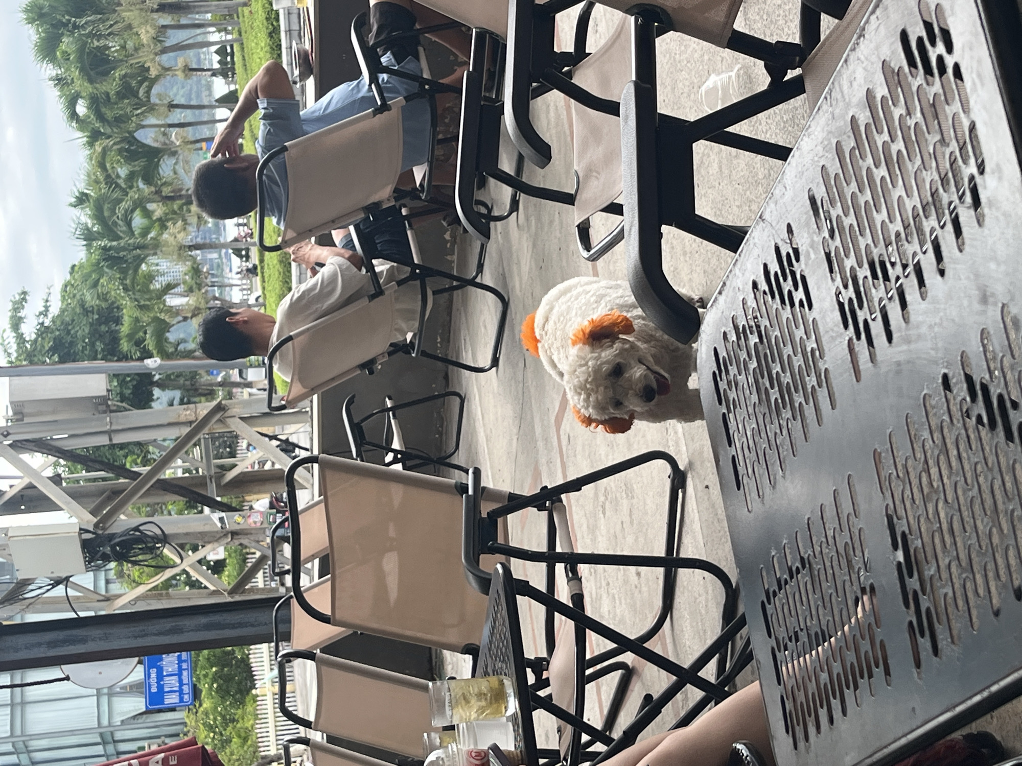 The image depicts an outdoor seating area in Bac Nha Trang Ward, Vietnam, with several people seated at tables. A white dog with orange markings is standing near the tables. The seating area is surrounded by trees and buildings.