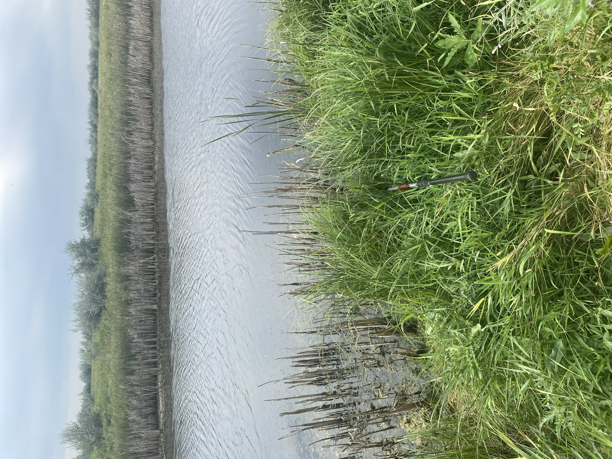 A fishing rod lies horizontally on the tall green grass on the bank of a calm, dark body of water. The water's surface is rippled and reflects the overcast sky. Along the water's edge, brown, dry reeds are partially submerged. In the background, a dense line of taller, green reeds separates the water from a grassy field, beyond which a row of distant trees is visible against the cloudy sky. The scene appears to be a natural riparian environment, likely located in a rural or undeveloped area.