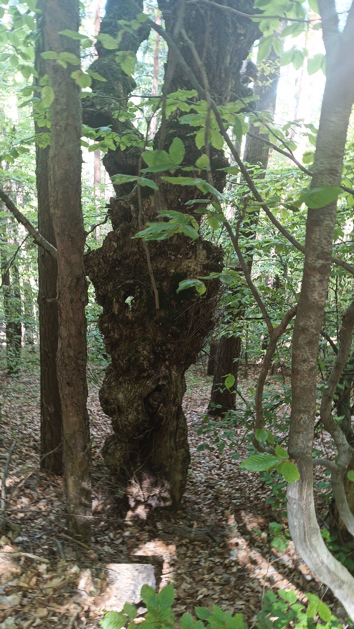 The image shows a gnarled and deformed tree trunk in a forest setting, possibly in Sini Vrah, Bulgaria. The trunk is thick, with several prominent bulges and a hole in the center. Two narrower tree trunks flank the deformed one. The ground is covered with fallen leaves. The light suggests it is daytime. No people are visible.