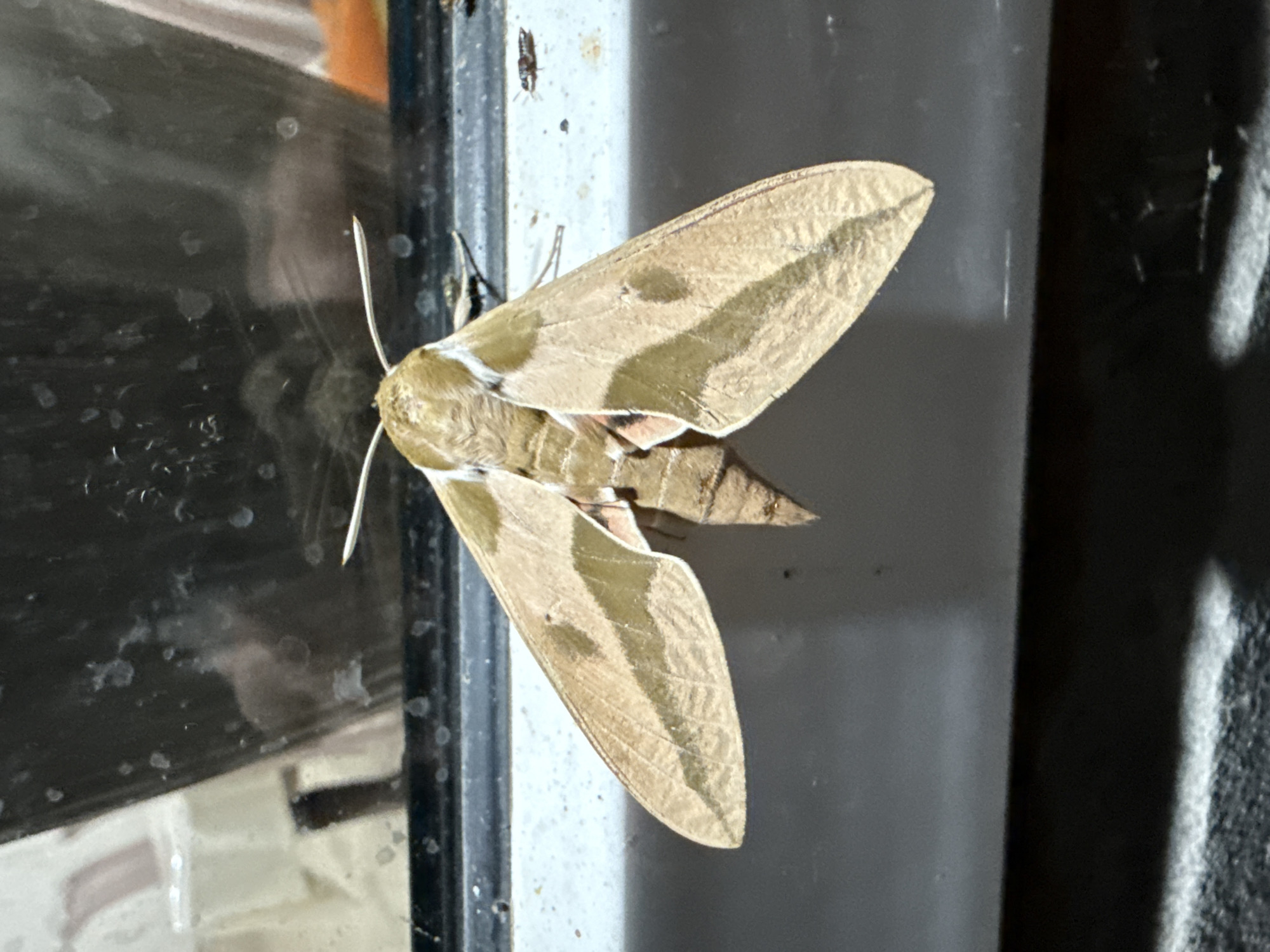 A hawk moth rests on a vertical surface, likely a window frame or building exterior. The moth is a light brown color with darker brown markings on its wings, which are held open in a typical resting position. Its body is segmented and also shades of brown. The moth has prominent antennae extending forward.
The background is a mix of dark and light tones, with reflections on a glass surface to the left. The vertical surface the moth is on appears to be a light gray or white material. To the right, there's a darker, textured surface.
The lighting suggests it could be daytime, with some shadows indicating the direction of light. There are no people visible, and no specific activity is taking place other than the moth resting. The scene is static. No text is visible in the image. The location context of Serebryakovka, Russia, does not provide specific visual cues within the image itself.